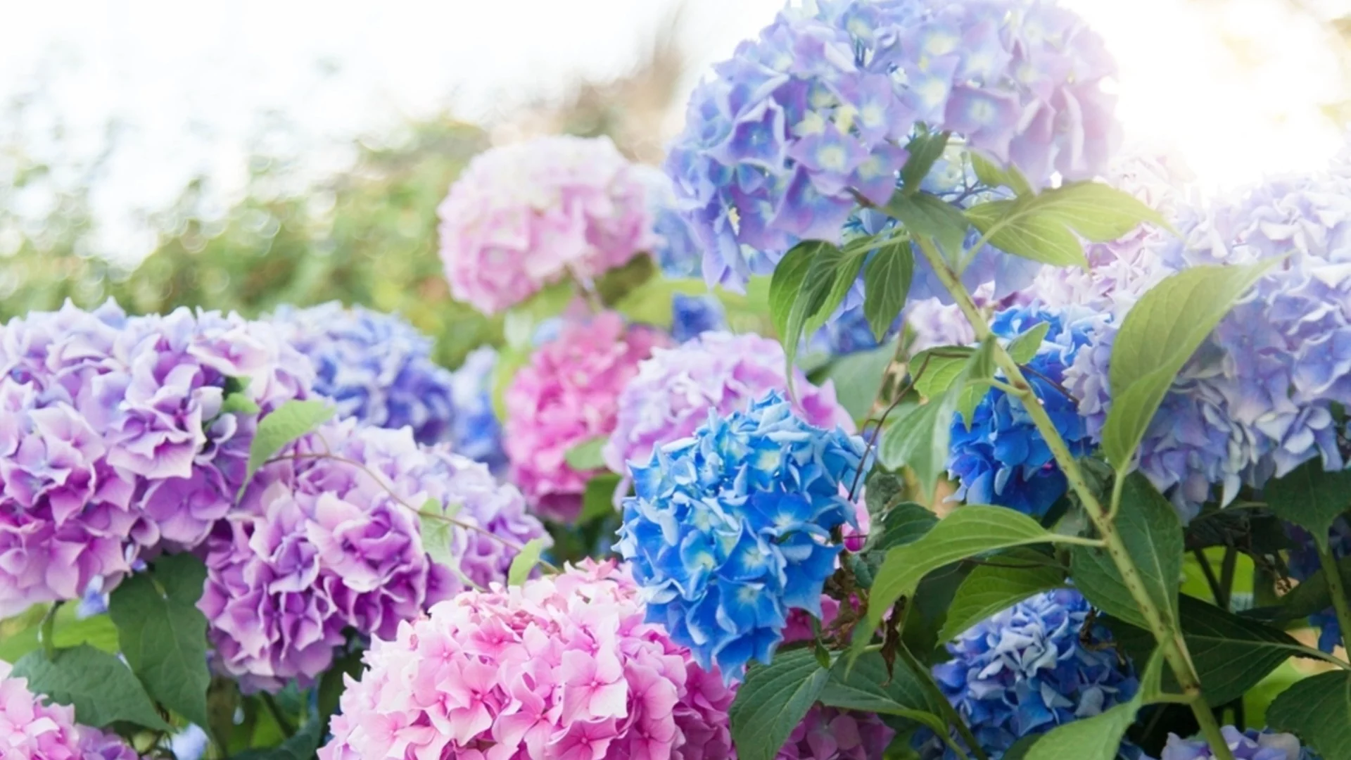 Не подрязвайте хортензии, преди да направите тази важна проверка