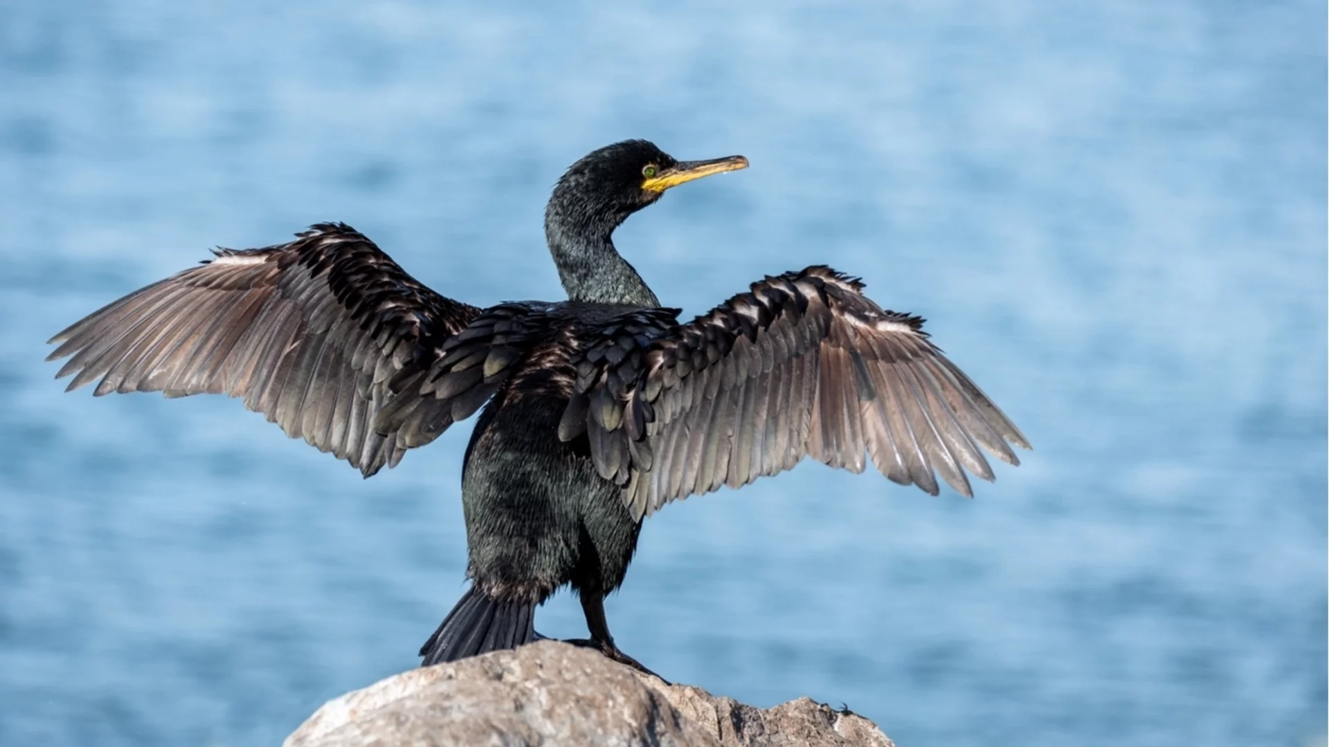 Ранена птица сама потърси помощ пред болница (ВИДЕО)
