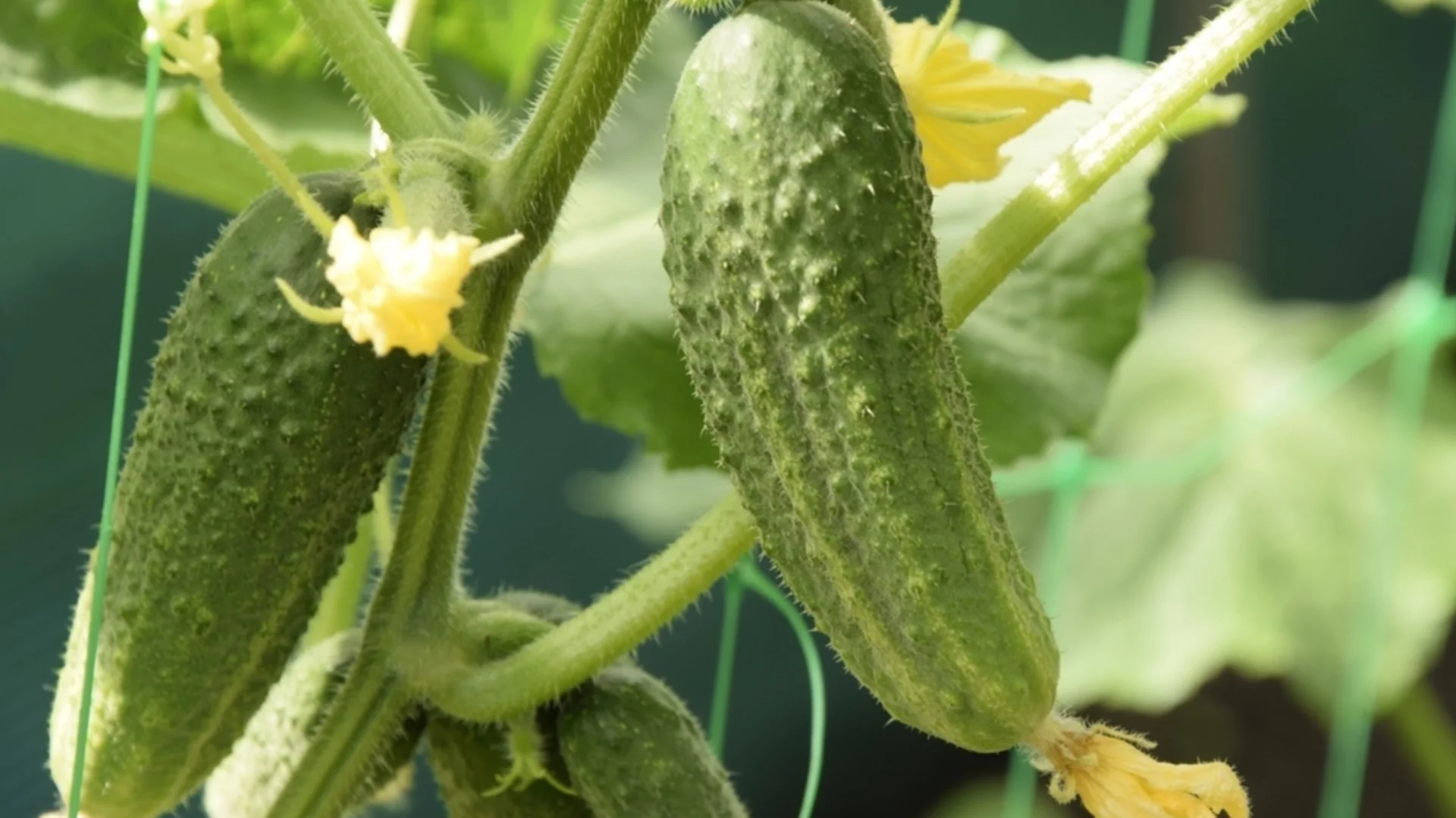 Кога е най-добре да засадите краставици, за да е богата реколтата?