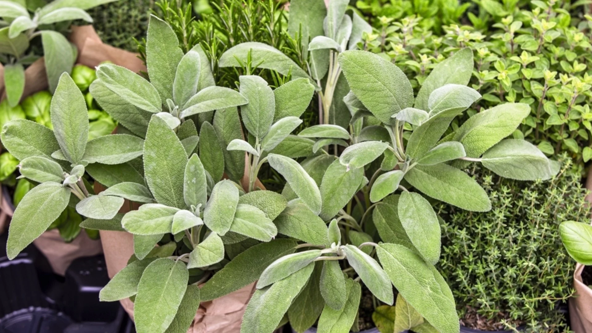 Как да засаждате и отглеждате градински чай