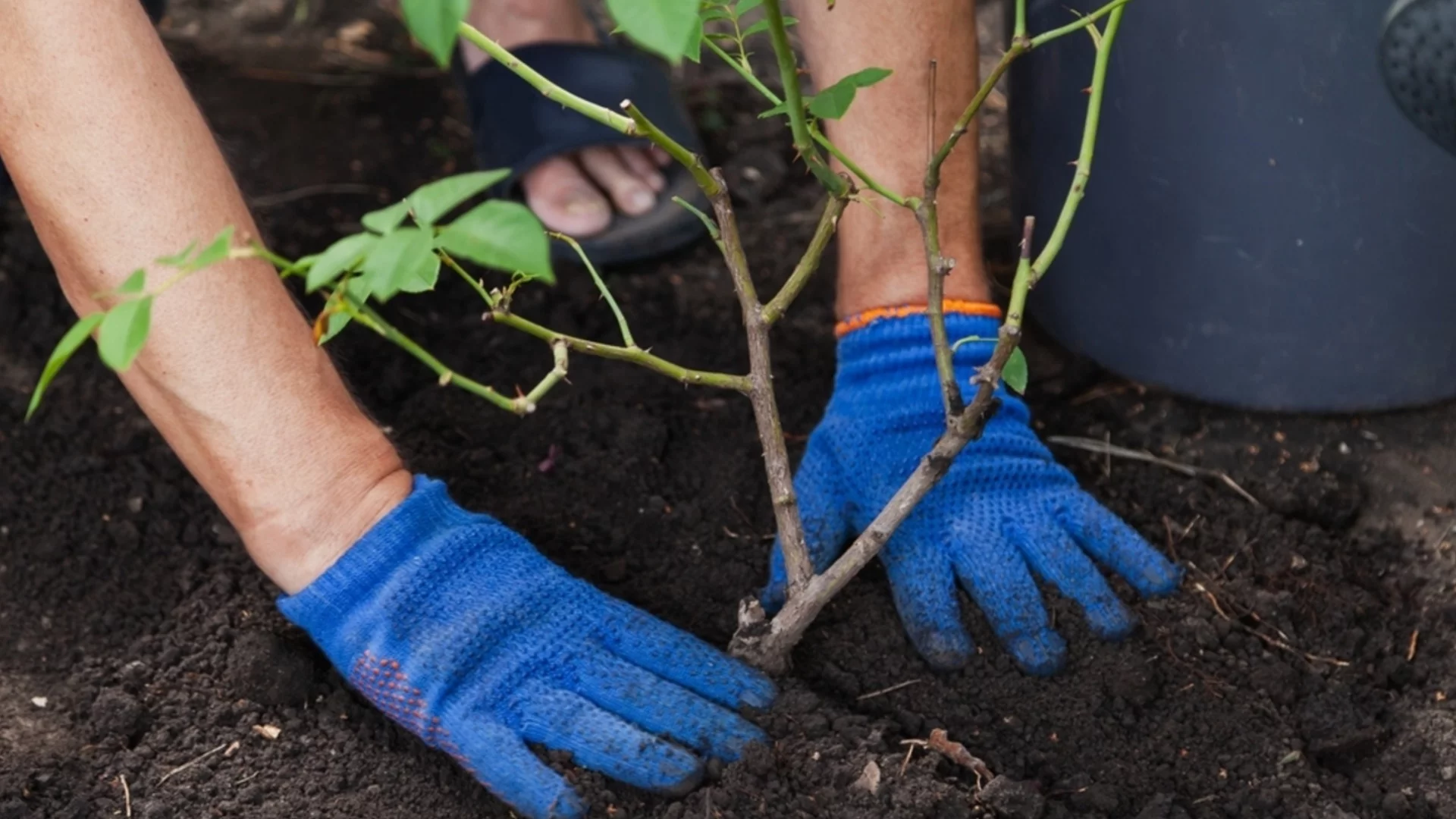 Домашен еликсир за рози: Ето как да се грижите за храстите след зимата, така че да цъфтят цял сезон