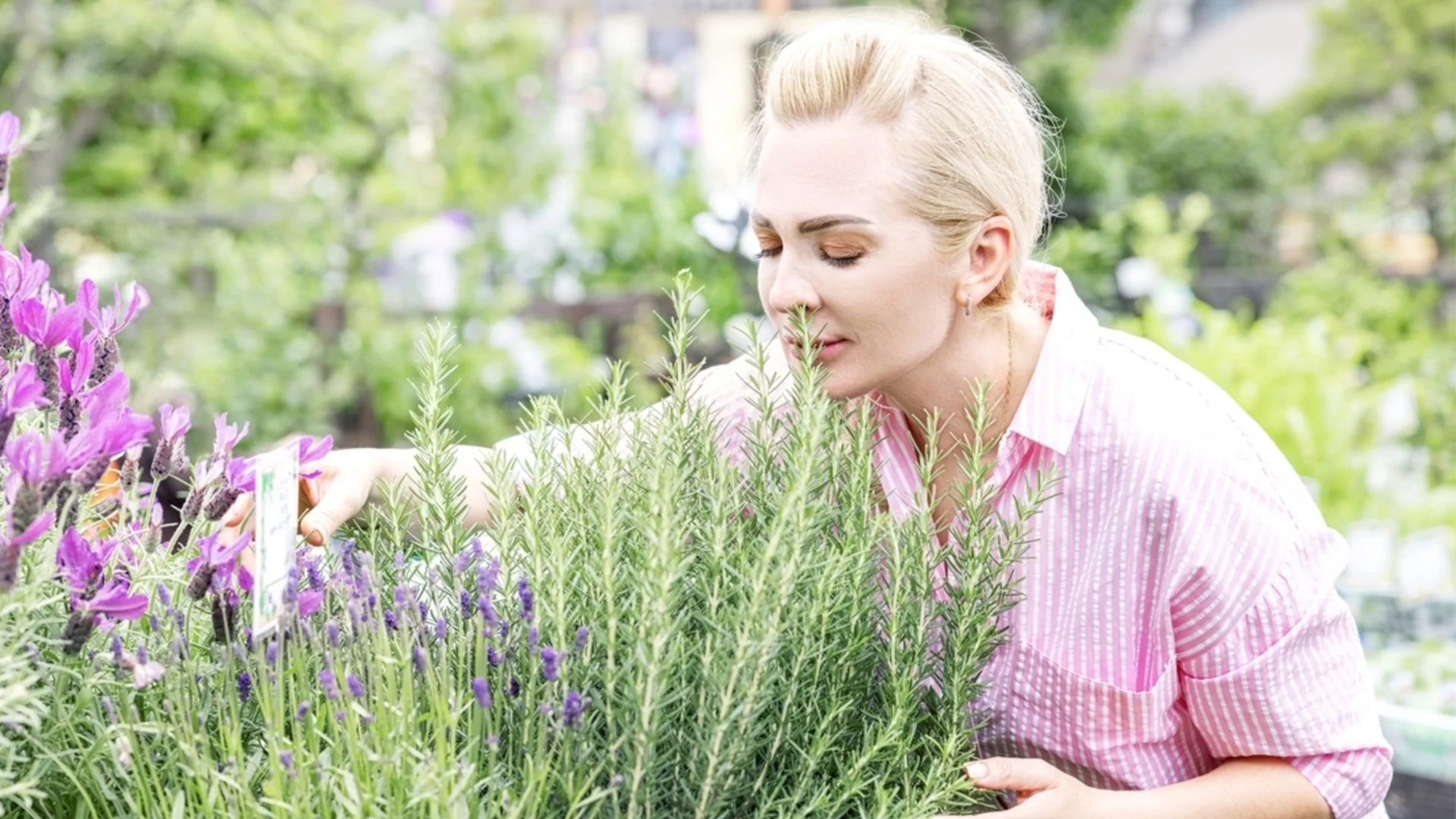 Как да засадите и отглеждате розмарин