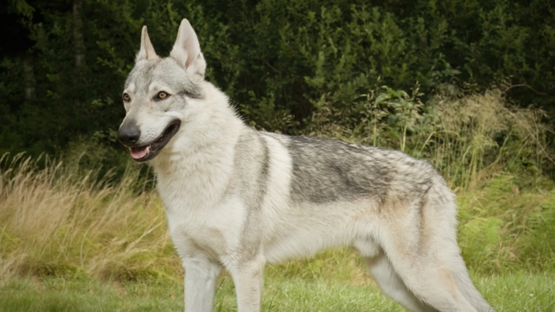 Четириног състезател на Зимните олимпийски игри пресече финала (ВИДЕО)