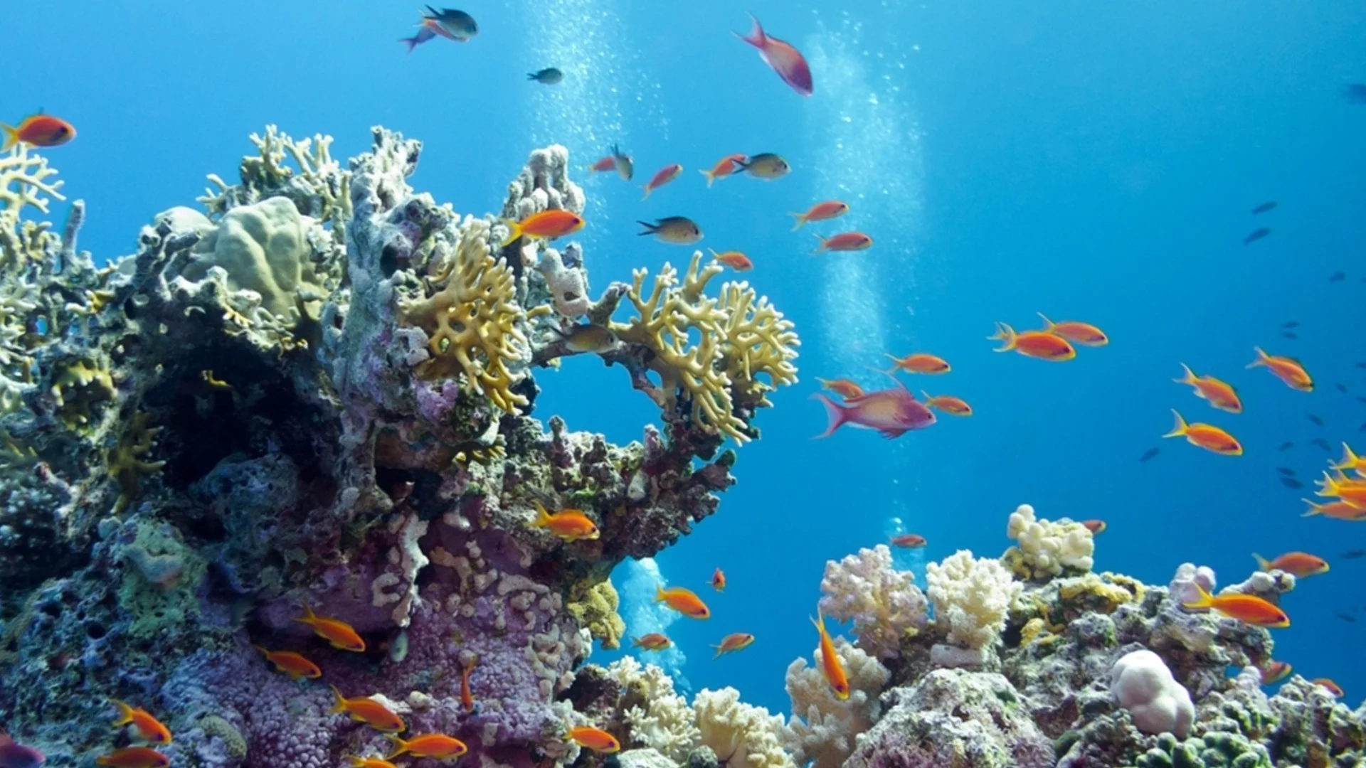 Изгубеният град на дъното на Атлантическия океан: Какво крие една от най-старите среди на живот на Земята