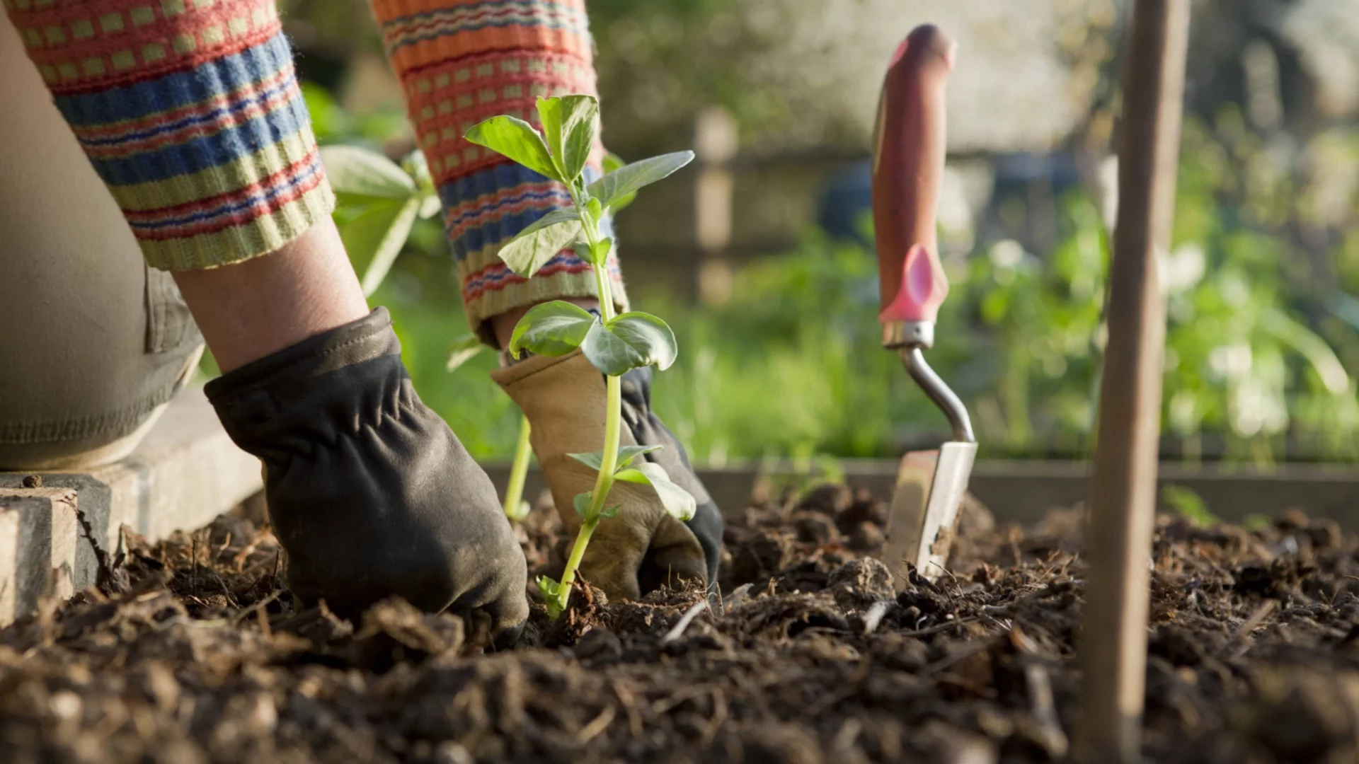 Само така е правилно да правите съпътстващо засаждане