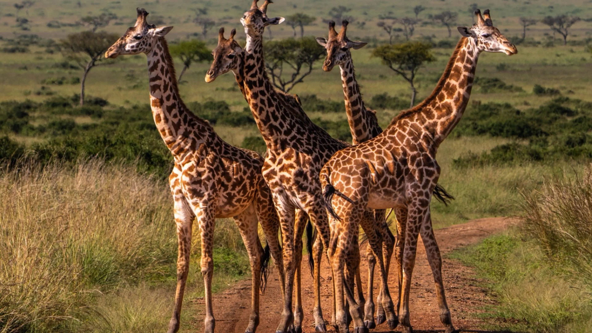 Жирафите имат 2 пъти по-високо кръвно от хората - учени обясниха защо това не е опасно за тях
