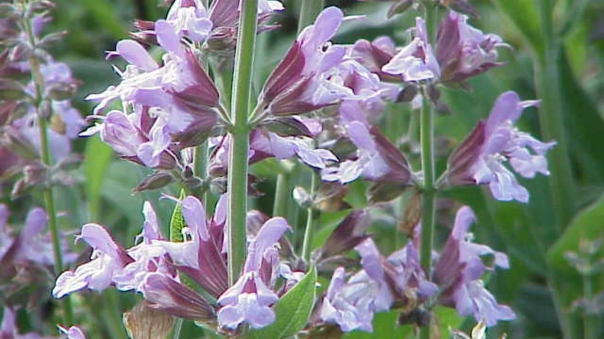 Как правно да размножавате градински чай