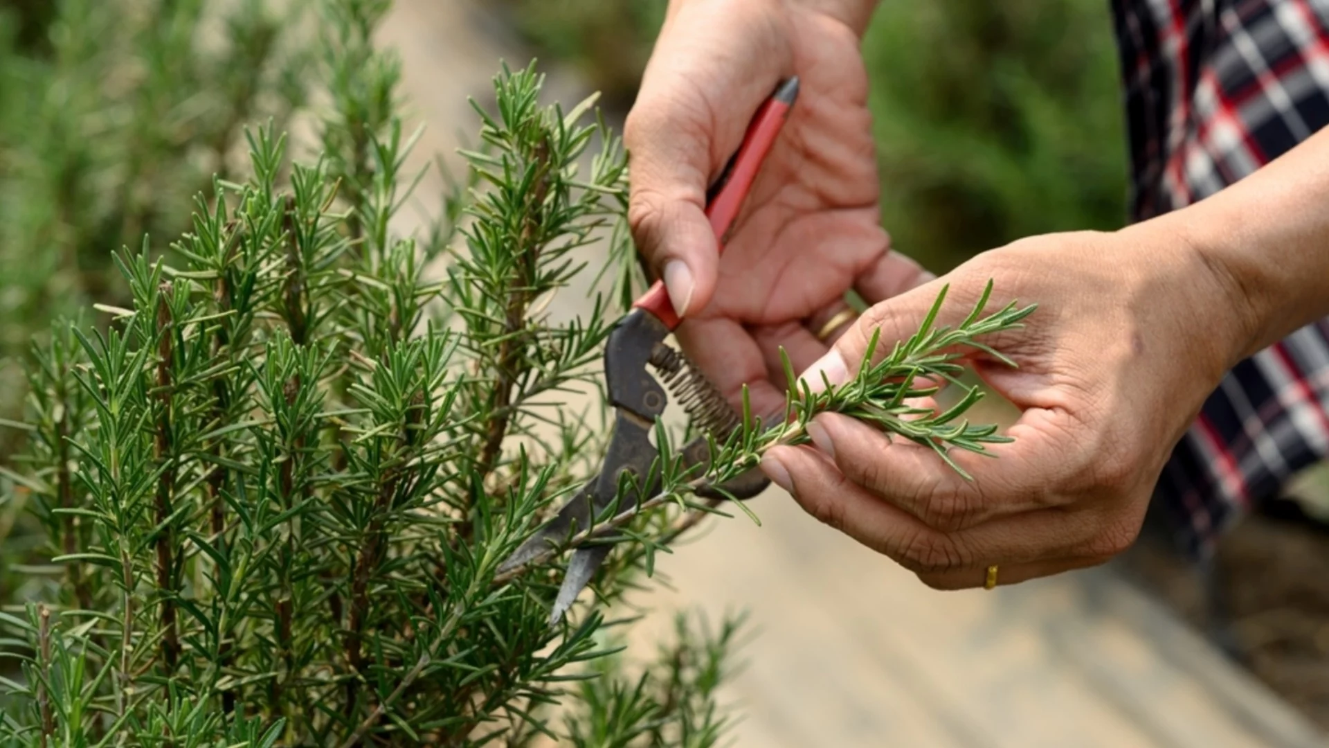 Как правилно да размножавате розмарин