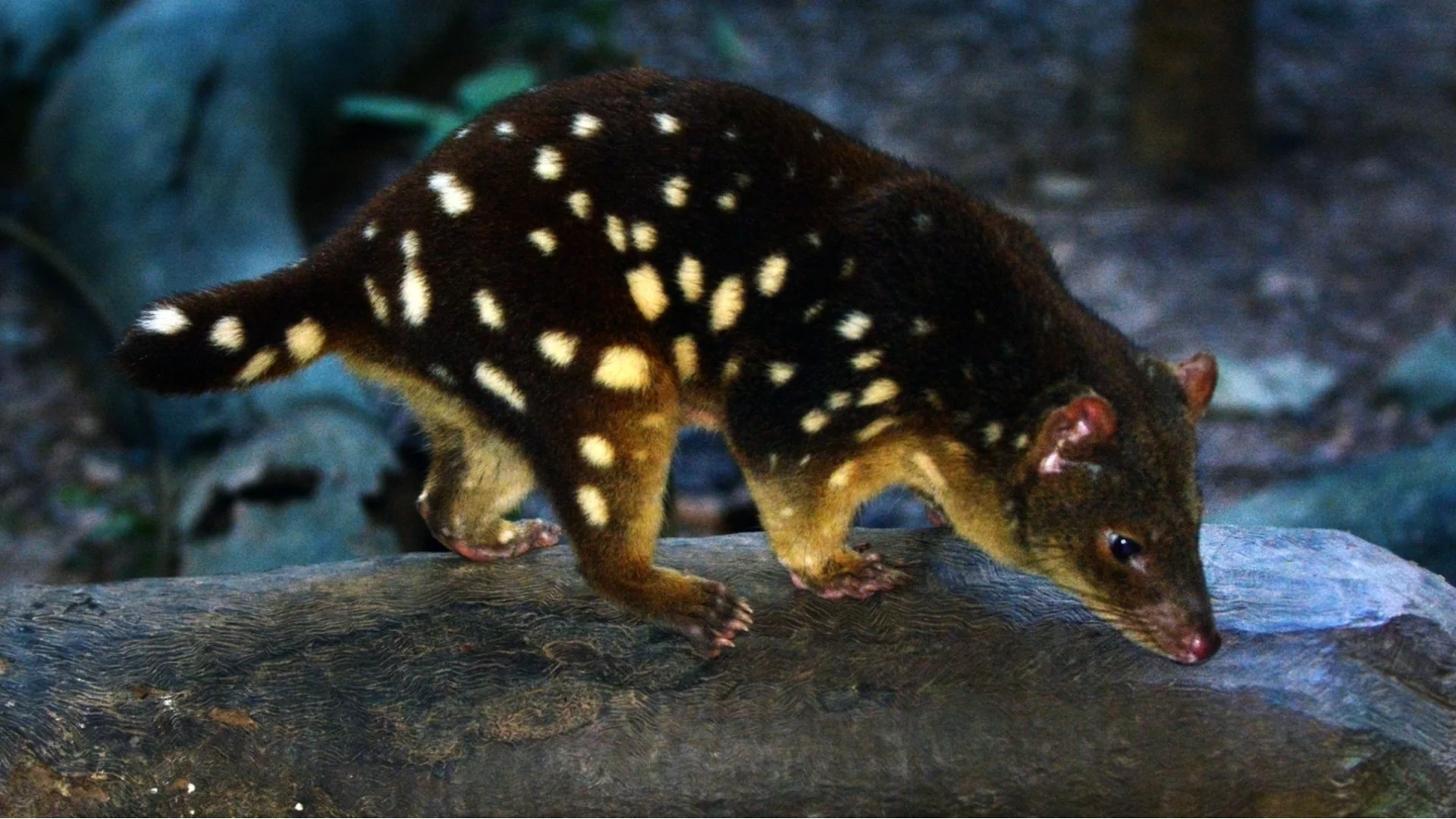 Рядък торбест бозайник, изчезнал преди 80 години, е открит отново (СНИМКИ)