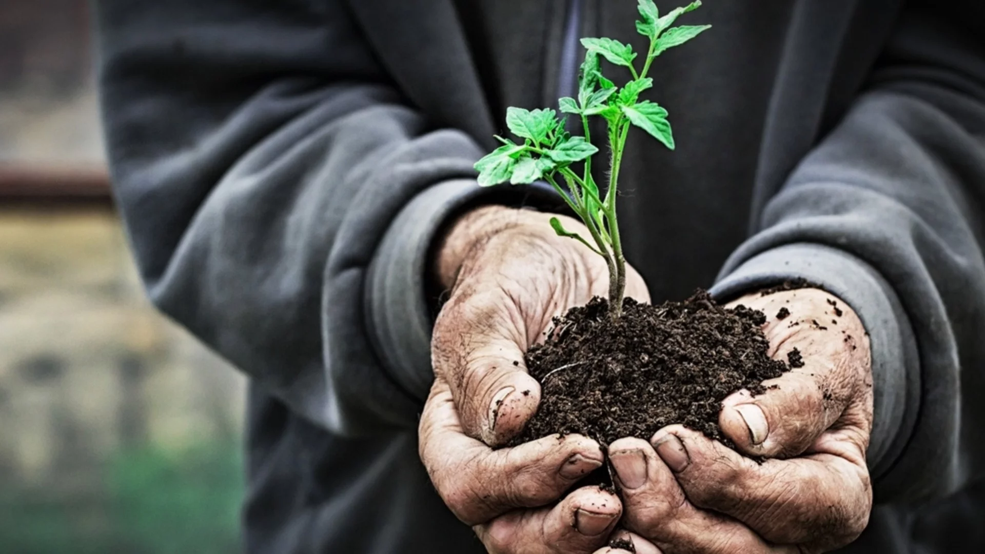 Сеитба в „топла почва“: Градинарският трик, с който всички домати покълват и не боледуват