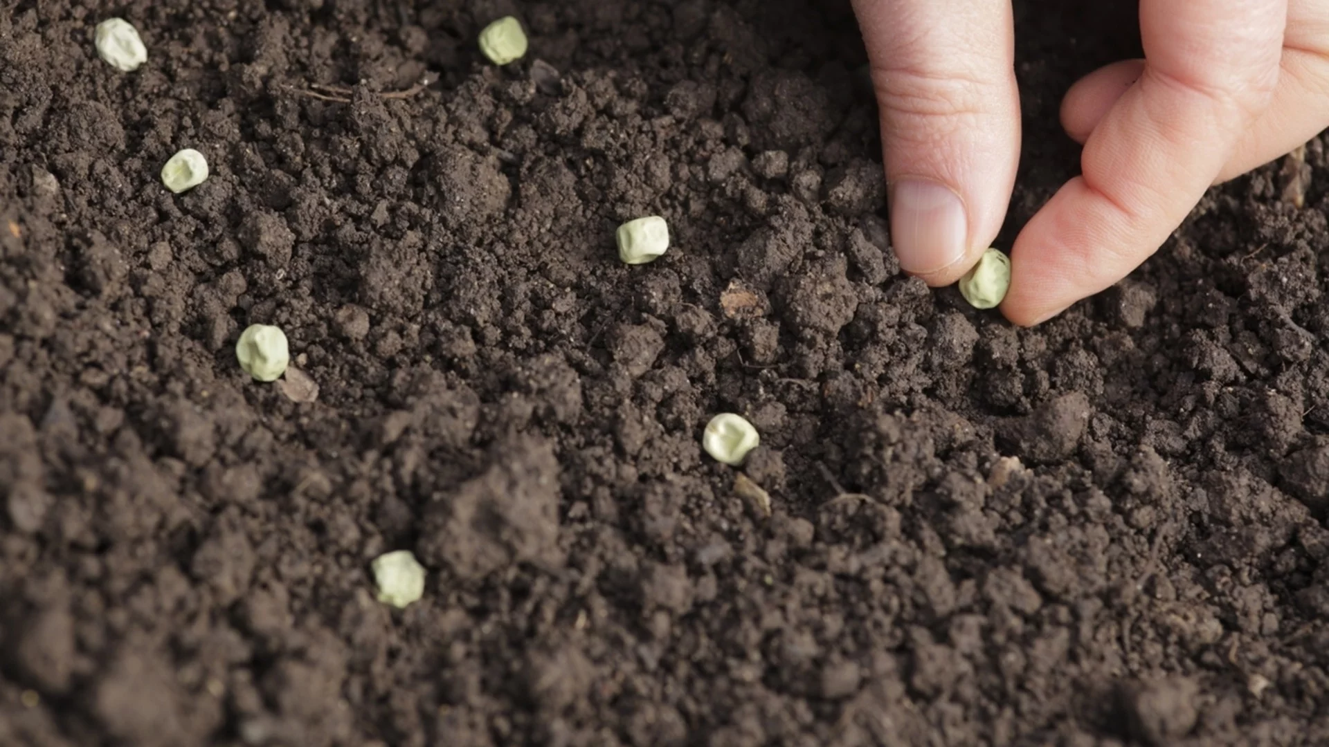 Само така е правилно да съхранявате семената на растенията