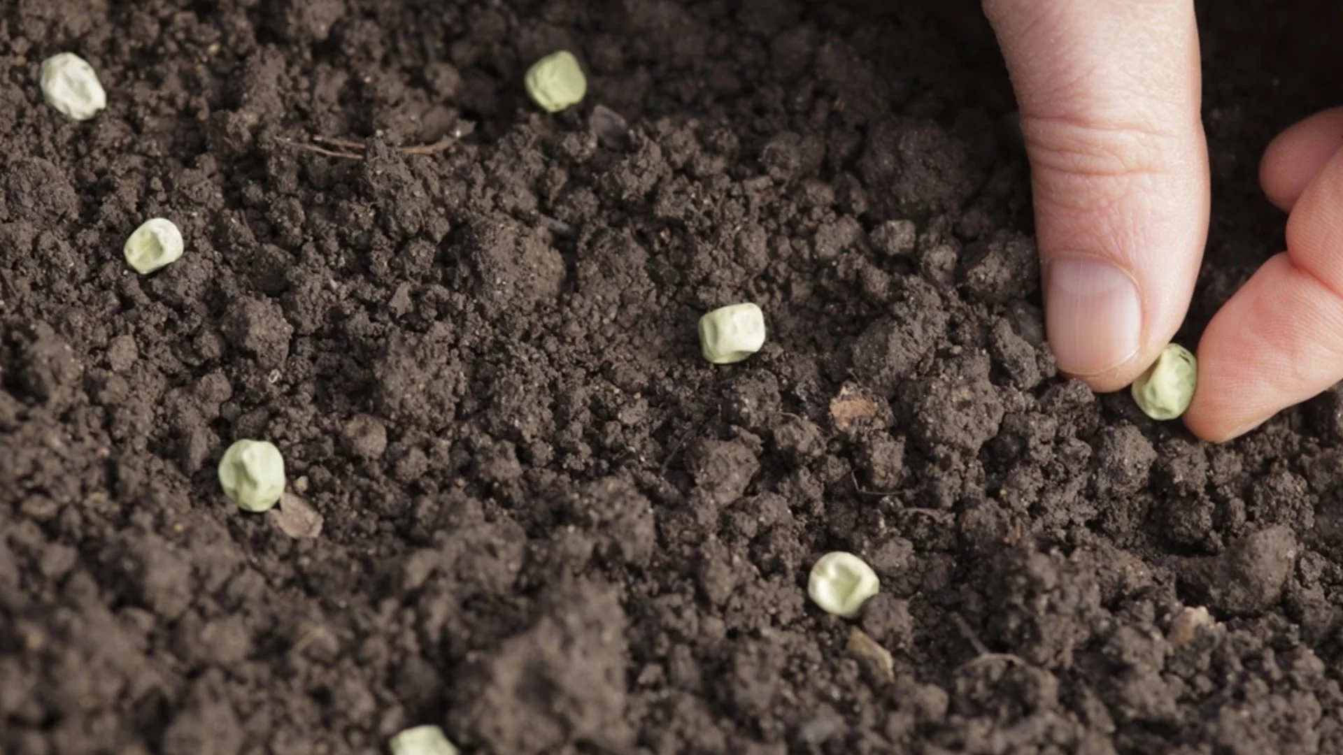 Кухненски уред, който помага на семената да покълнат