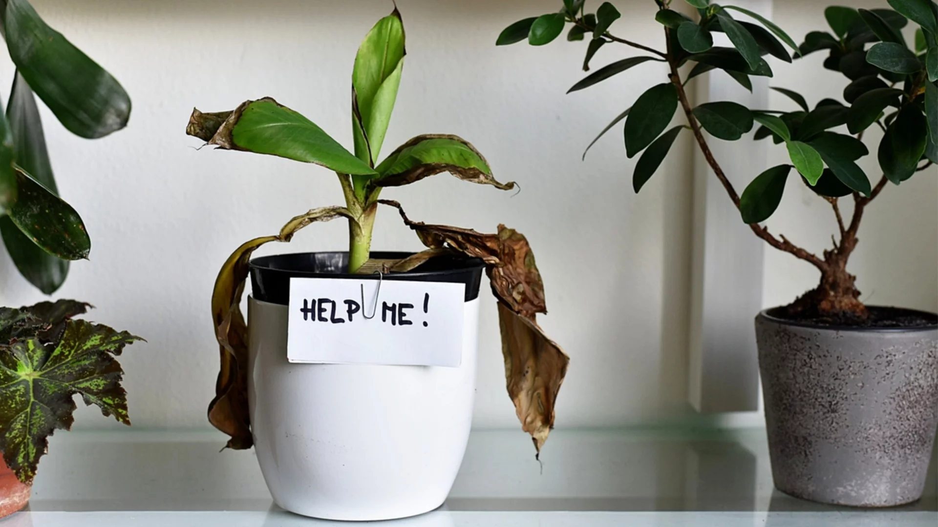 Ясен знак, че трябва да наторите растенията си