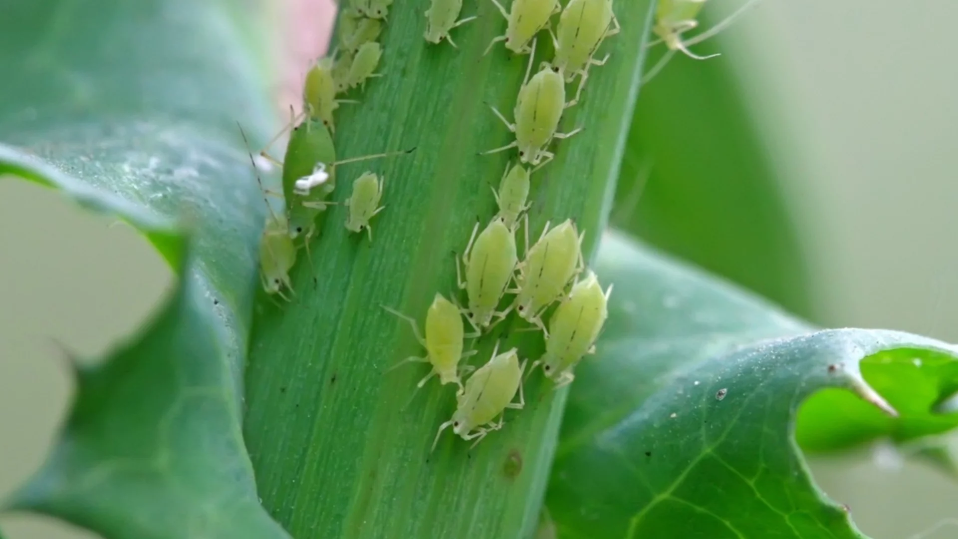 Как да се отървете от листни въшки и да защитите растенията