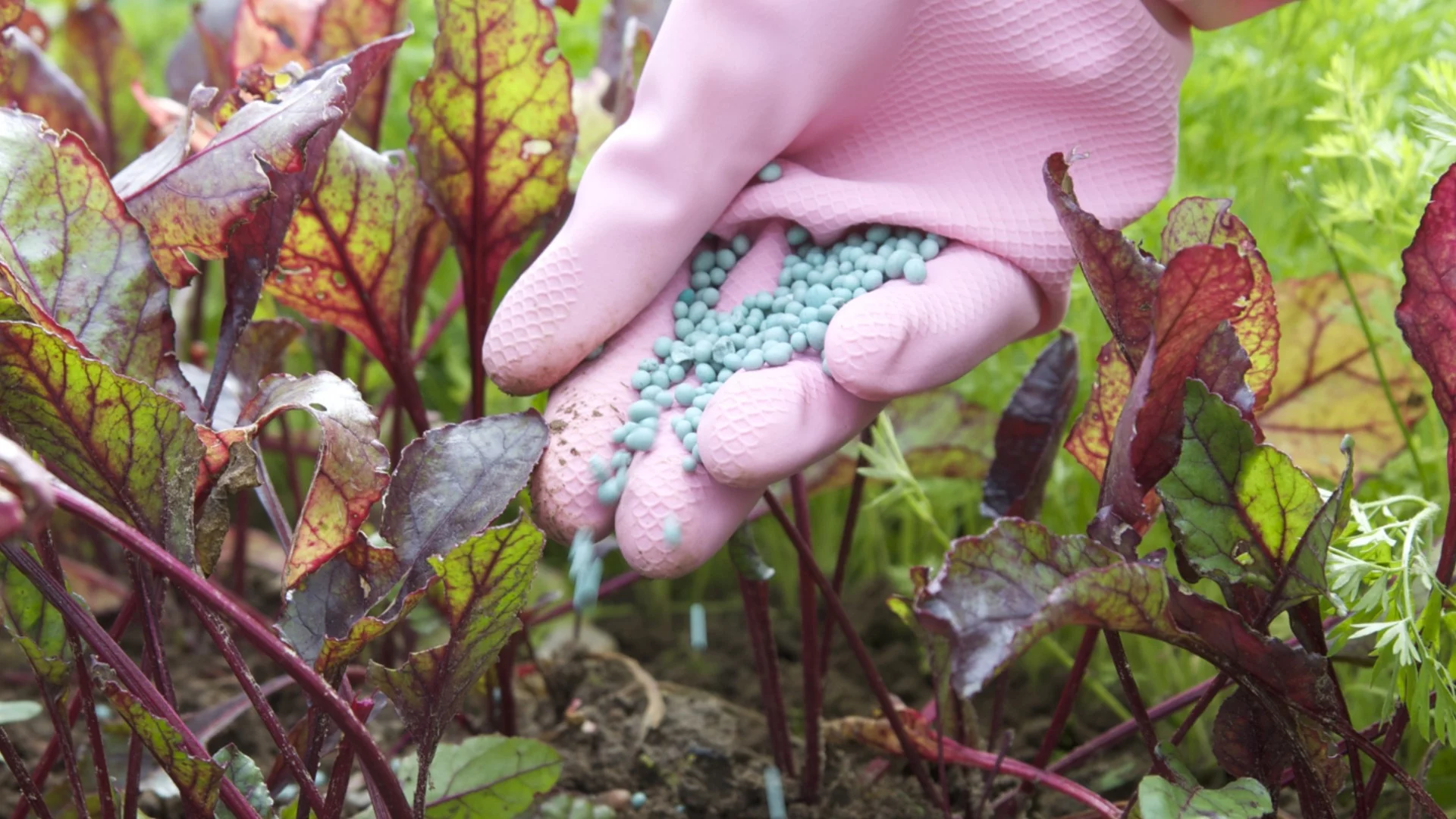 Разваля ли се торът? 10 съвета за удължаване на срока му на годност