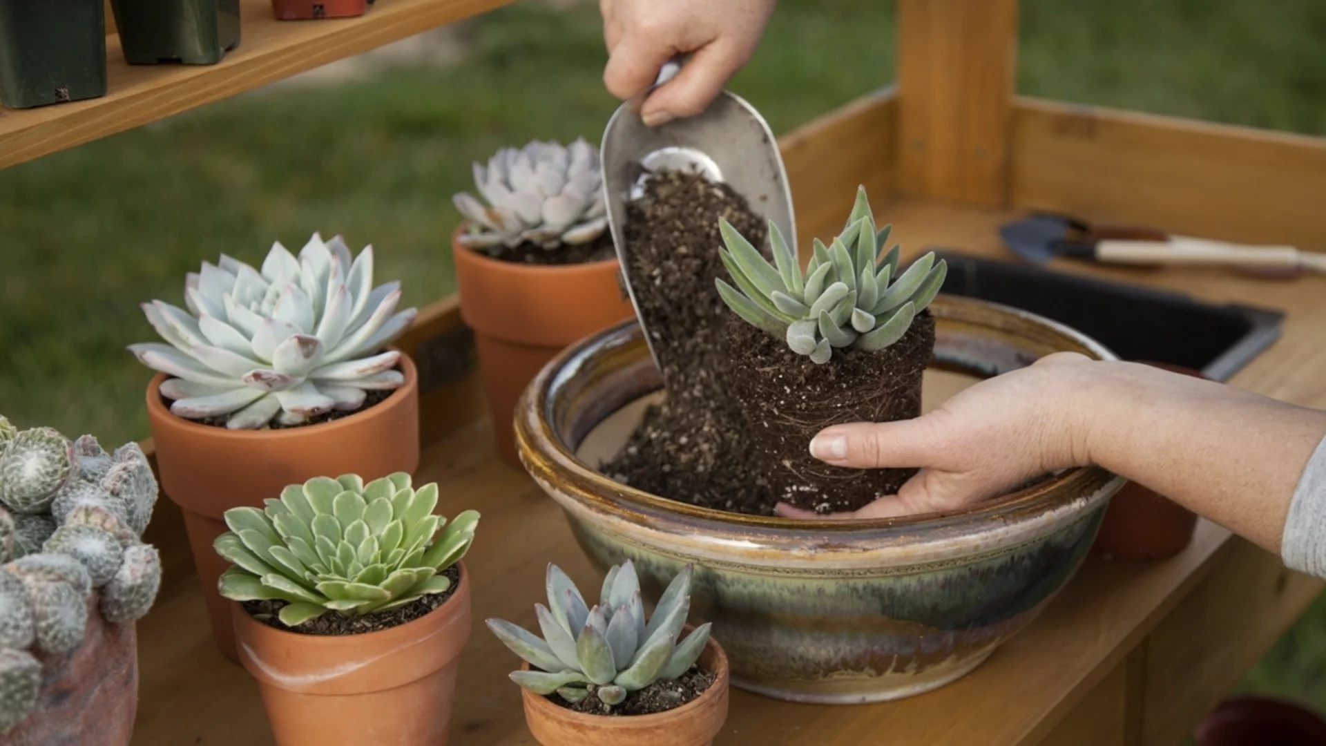 Колко често трябва да поливаме сукулентите