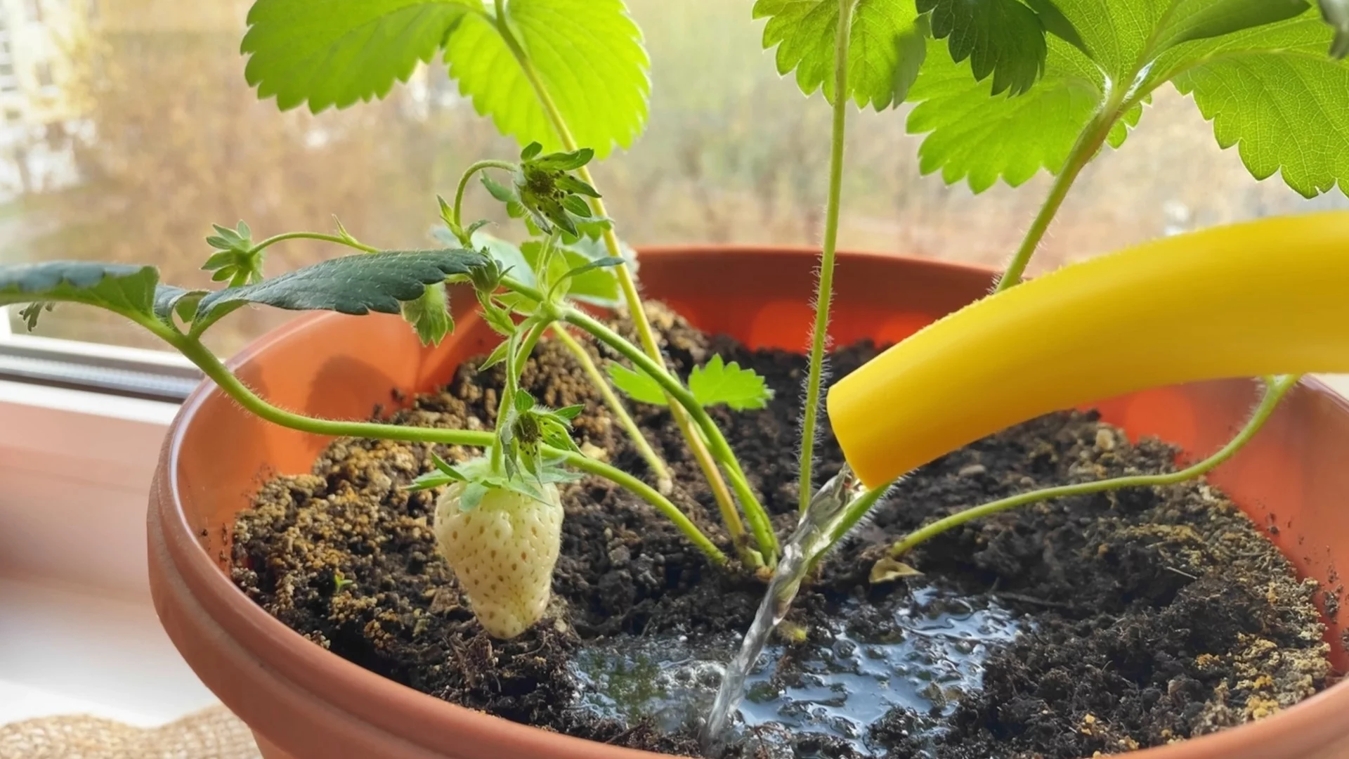 Плодове, които виреят в саксии и контейнери, от череши до боровинки