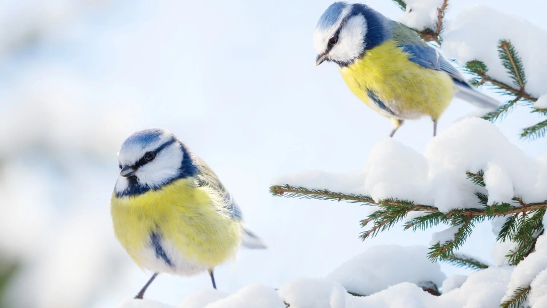 Прогноза за времето - 23 февруари 2026 г. (понеделник)
