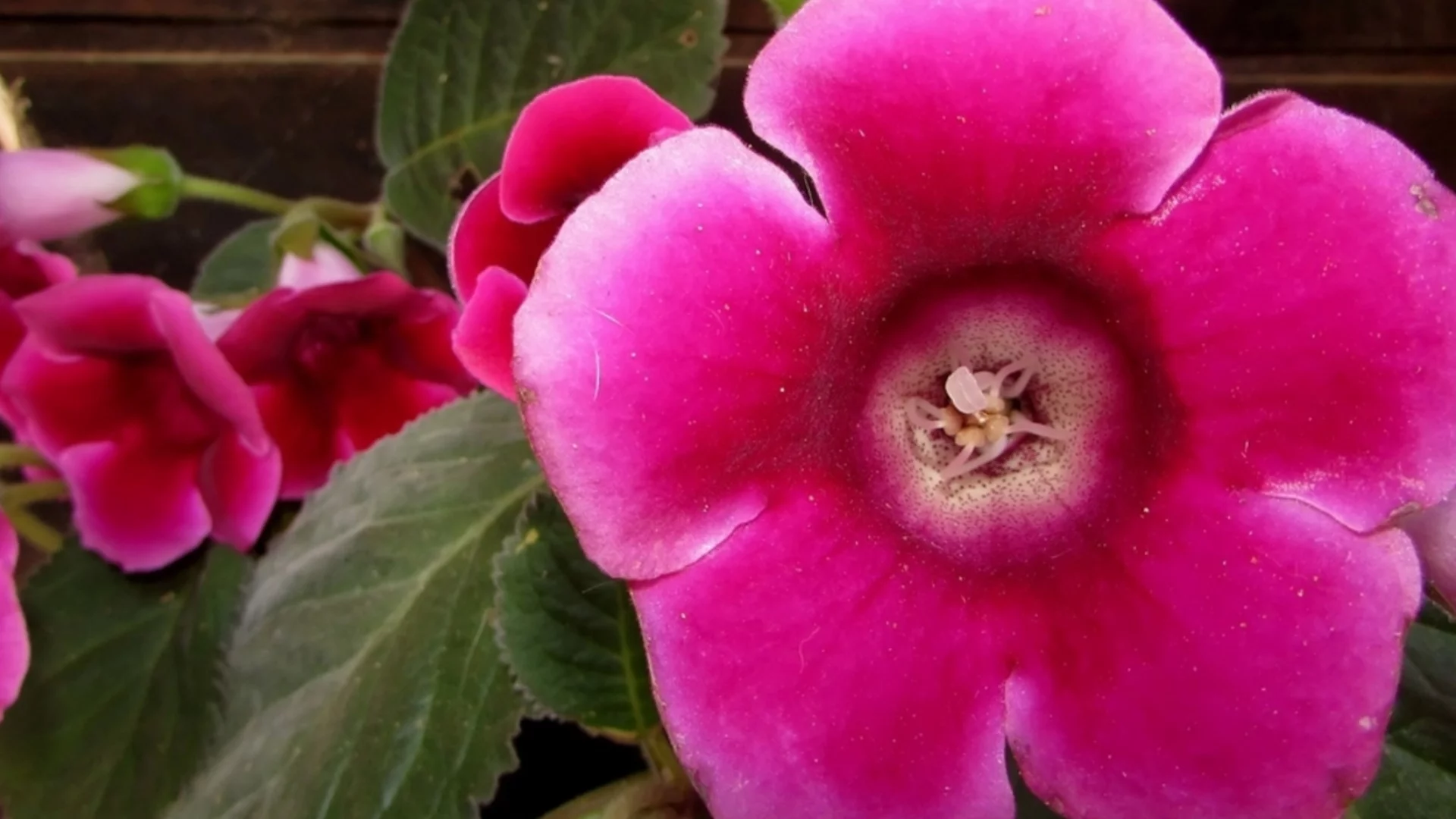 Лесното за отглеждане цъфтящо растение, което вирее добре, когато се отглежда на закрито  