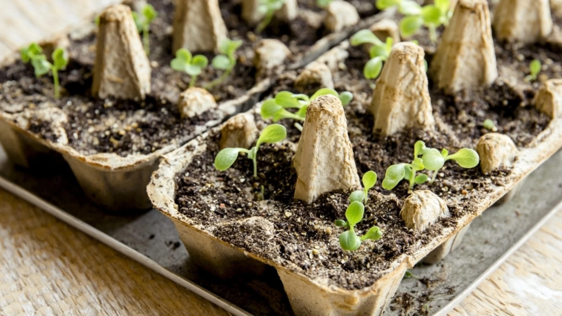 Семена на плодове, които да започнете сега за по-ранна пролетна реколта