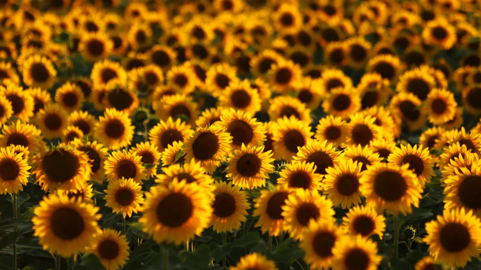 Олиото поевтинява заради инвазия на аржентински слънчоглед, родните земеделци възмутени