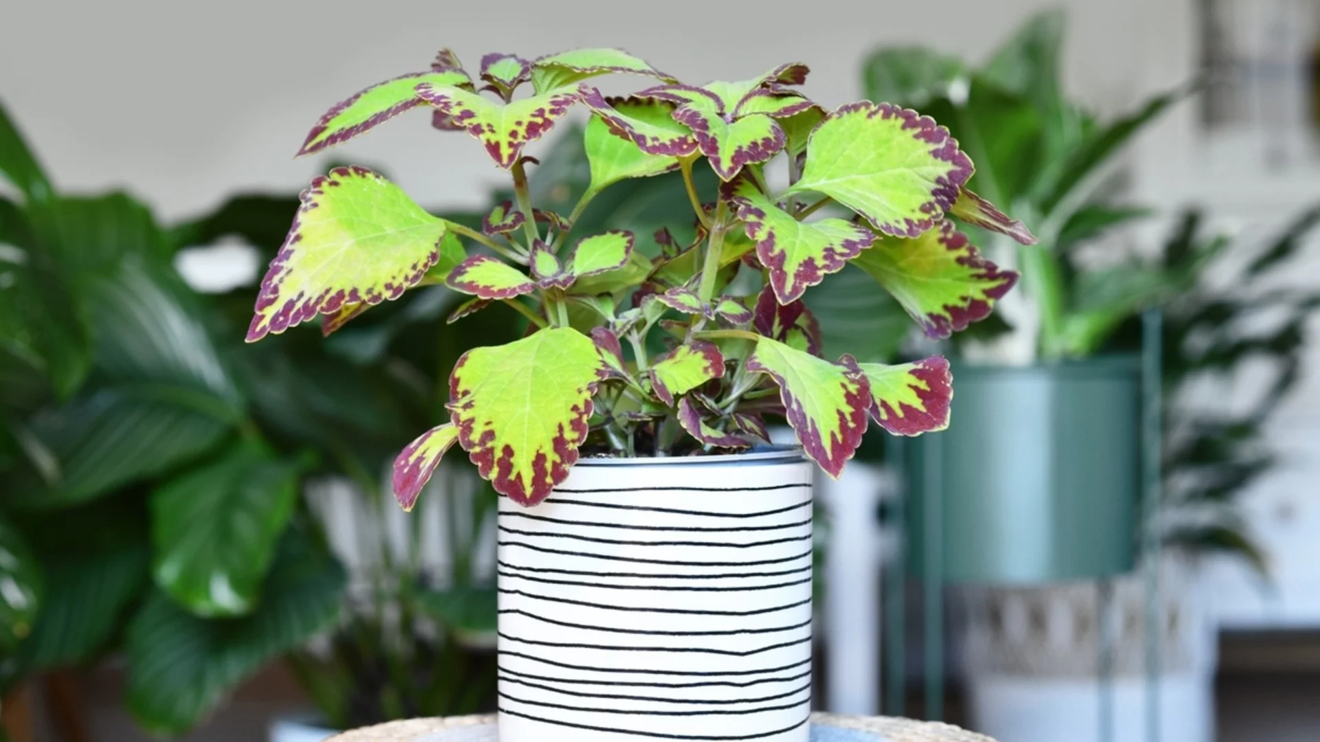 Как да поливаме растението Хоя, за да процъфтява  