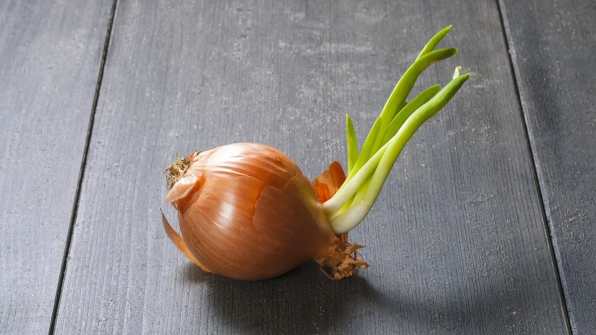 Можете ли да ядете покълнал лук?