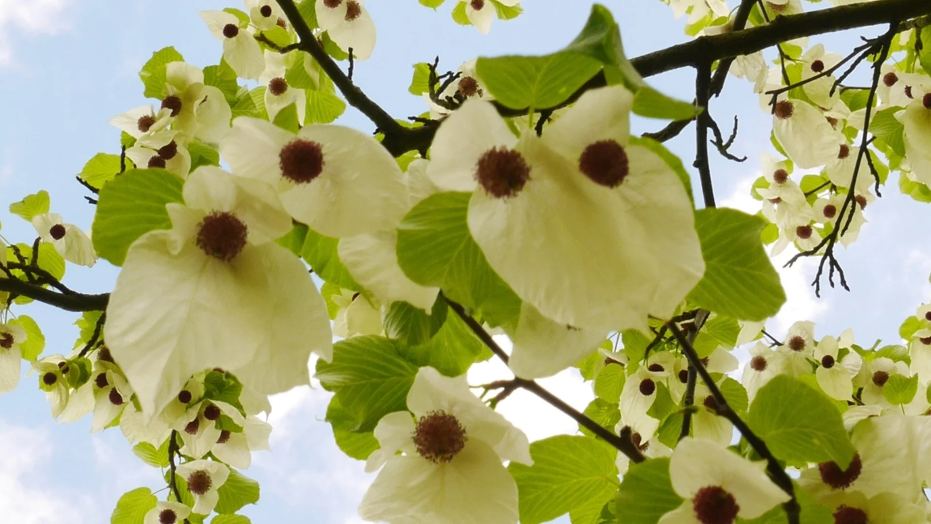 Расте като дръвче или храст, а белите цветове са по-красиви от камелия: Що е то?