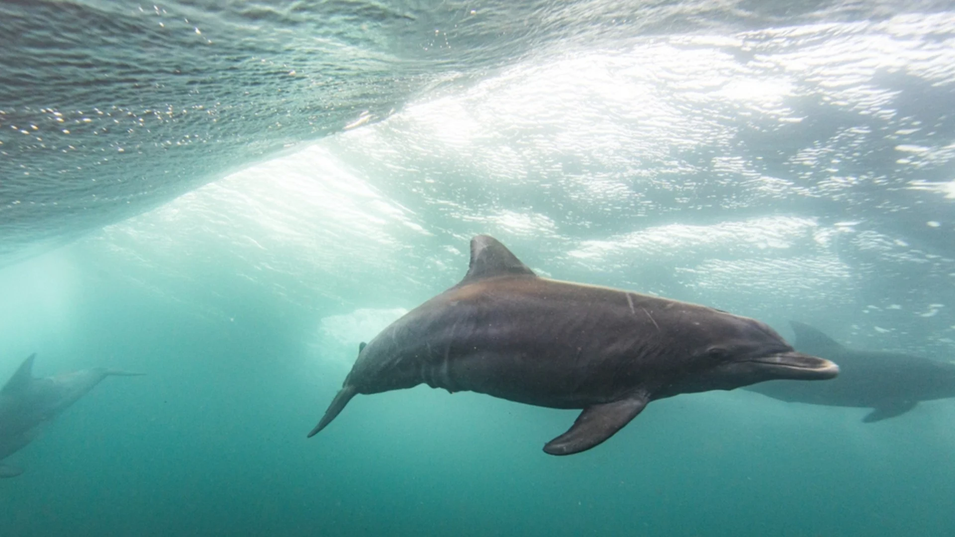 Учени: Тези животни използват имена почти като хората