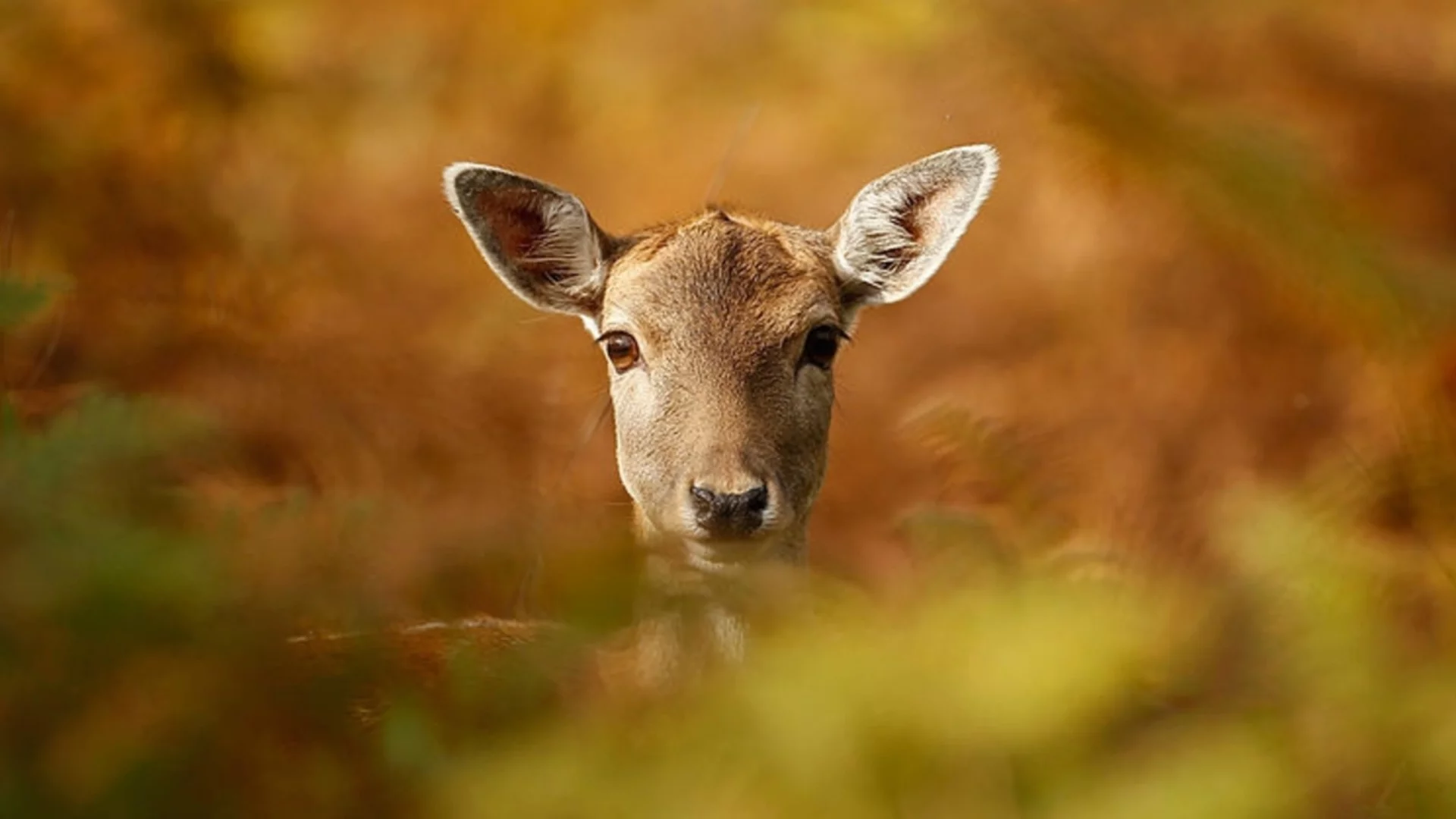 Не всички хора са опасни: Как дивите животни различават туристите от ловците