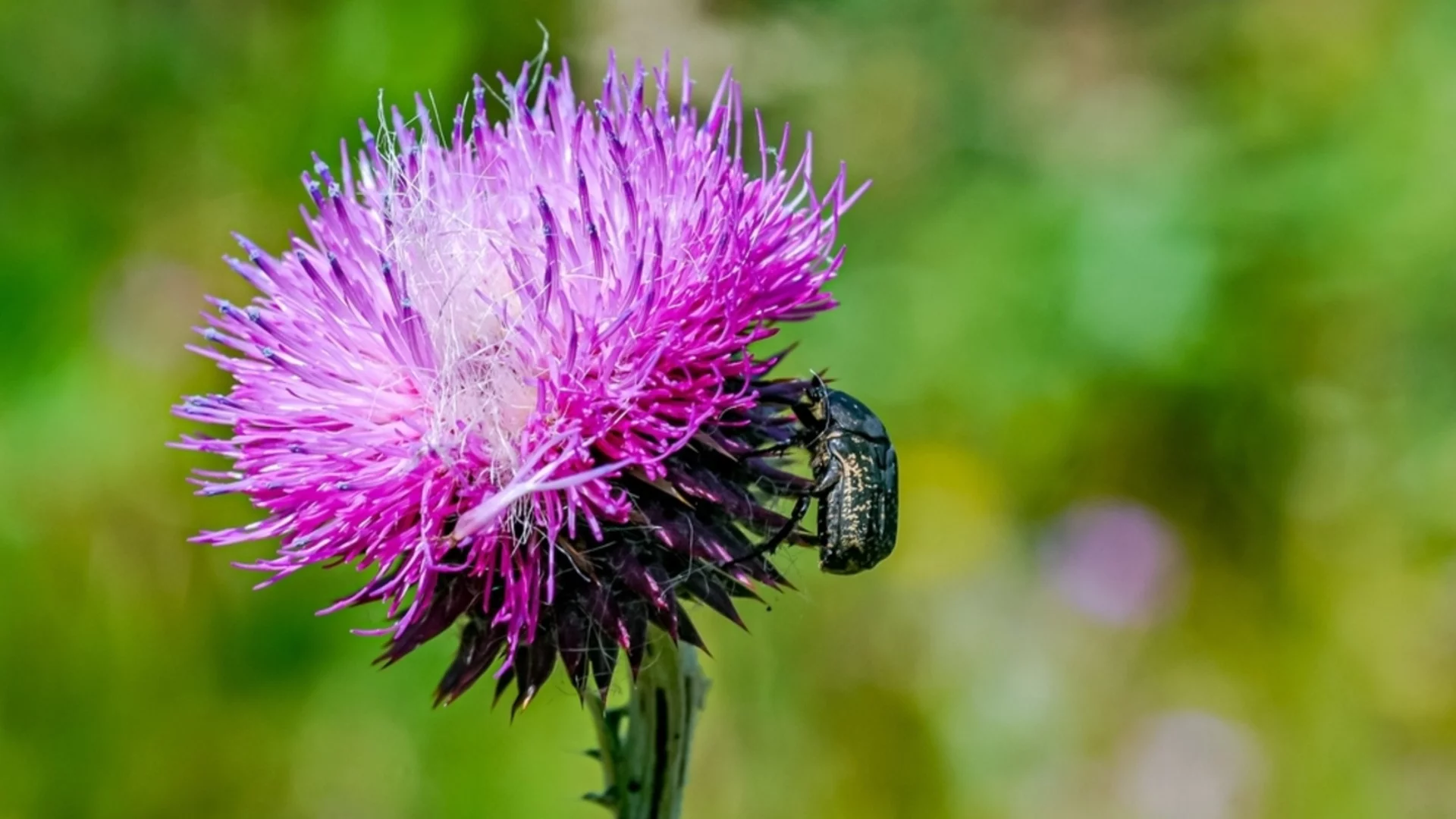 Какво е това гъсто, лилаво цвете, което сякаш расте от нищото и опасно ли е?