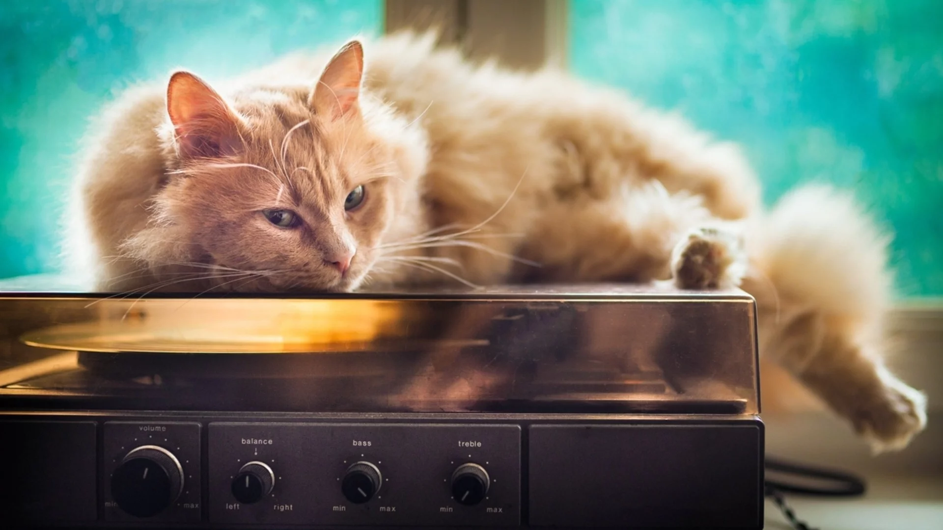 Котките може да помогнат за лечението на рак сред хората