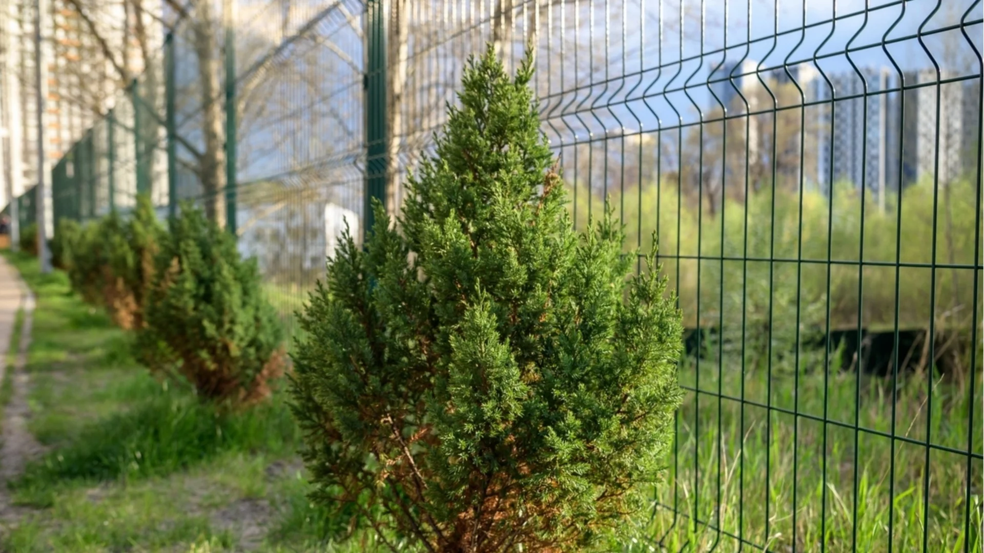 Вечнозелени дървета, които ви осигуряват уединение през цялата година  