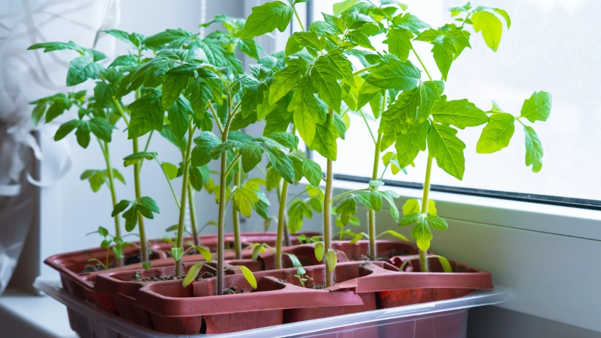 Градинарски трик: Засейте доматите в ТАКАВА почва, за да стане разсадът здрав и дебел като палец