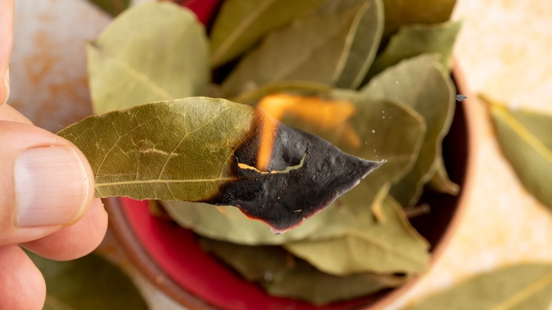 Как да манифестирате желанията си с дафинов лист? 