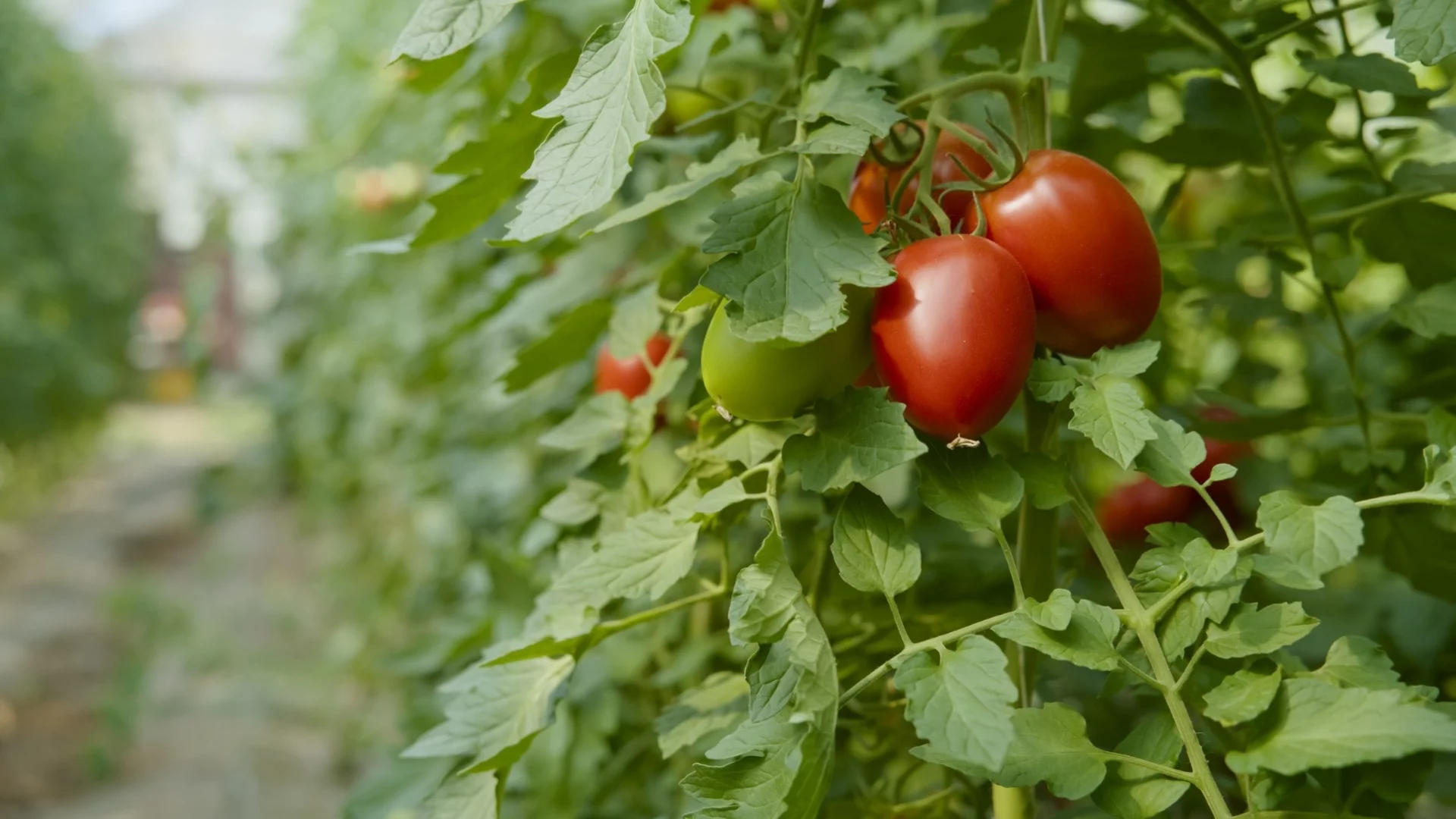 Най-добрите сортове домати за оранжерията ви – реколтата ще бъде огромна