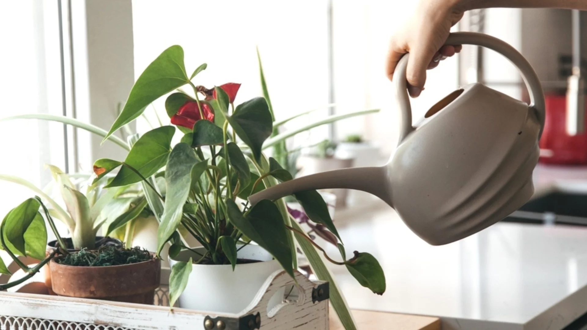 Защо февруари е преломната точка за почвата на закрито