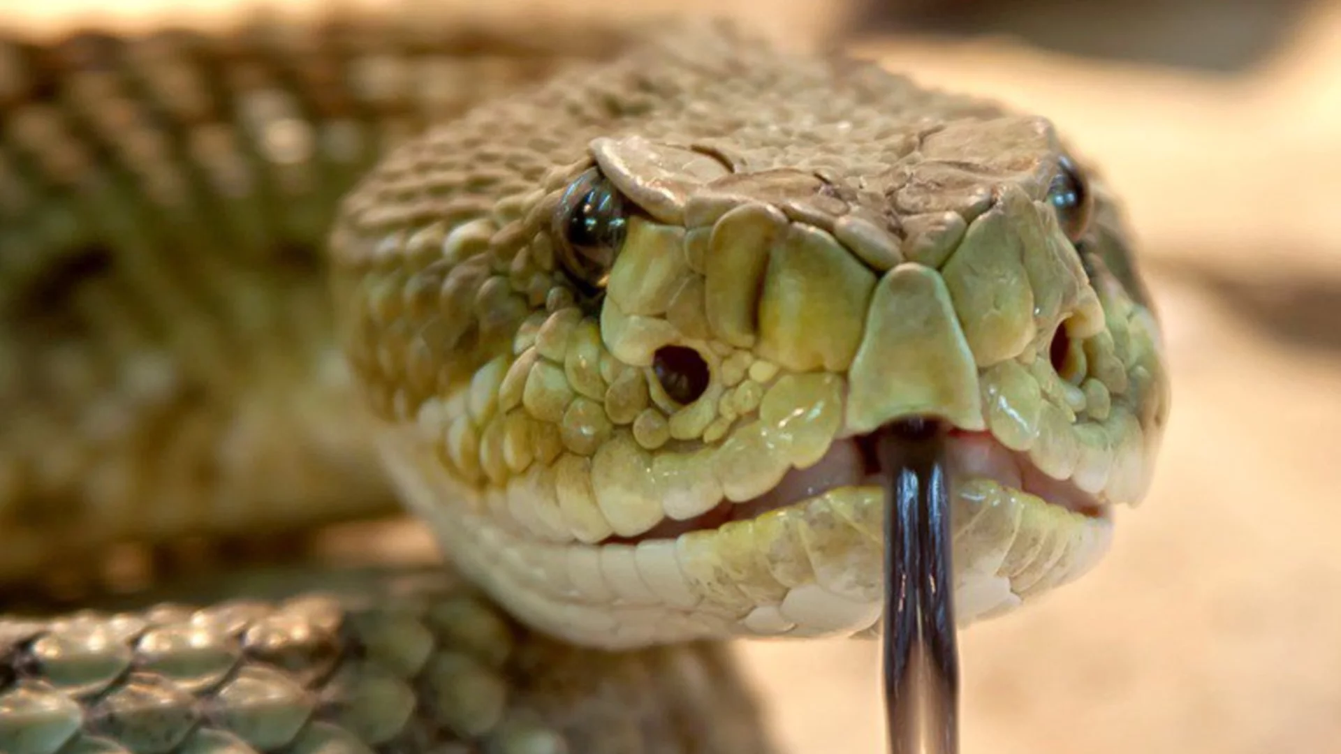 Змии, дълги колкото камион: Как са изглеждали най-големите гиганти в историята