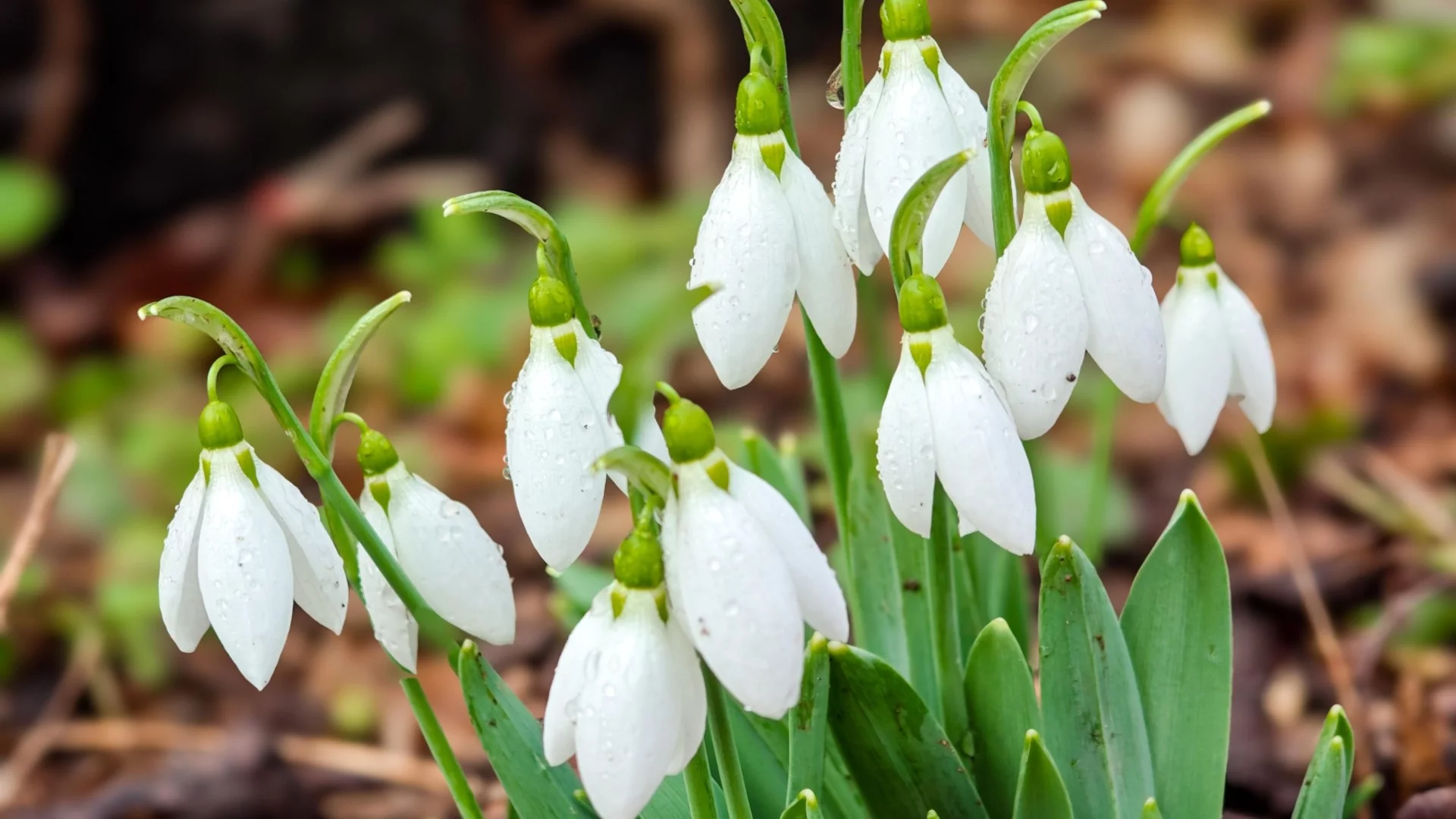 "В Париж 21 градуса, у нас – хладно": Проф. Георги Рачев разочарова дамите