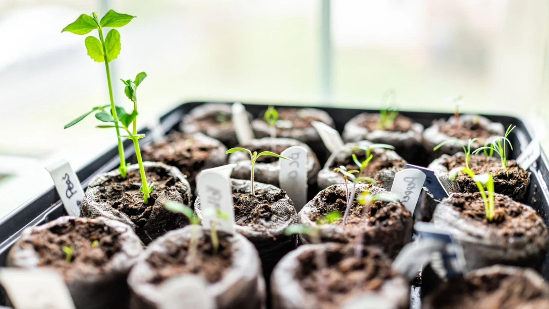 Градинарите често правят тази грешка – тя съсипва разсада още в началото