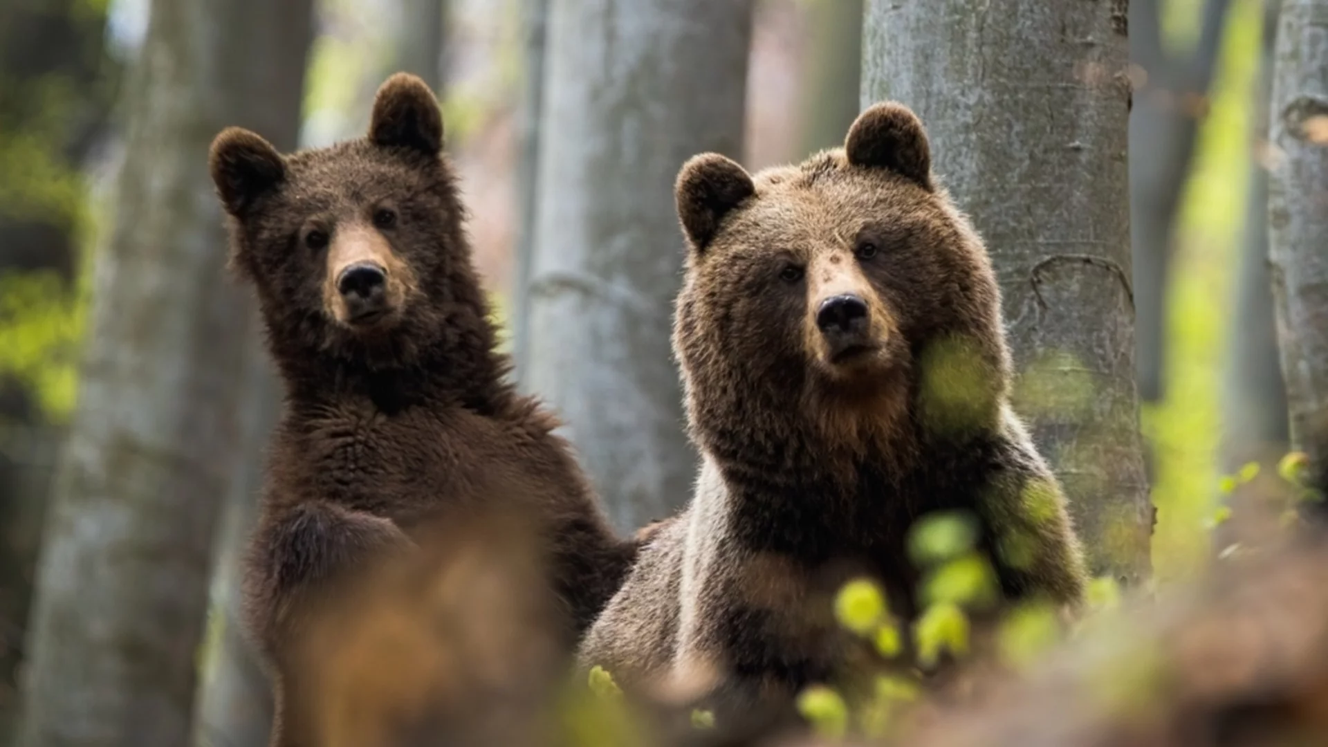 Мечки от Аржентина са на път към своя нов живот в България (СНИМКИ)