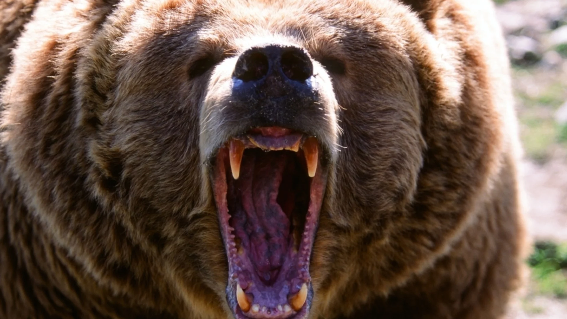 Какво е да те ухапе мечка в Северна Македония: Обезщетението ще е по-голямо, ако са две