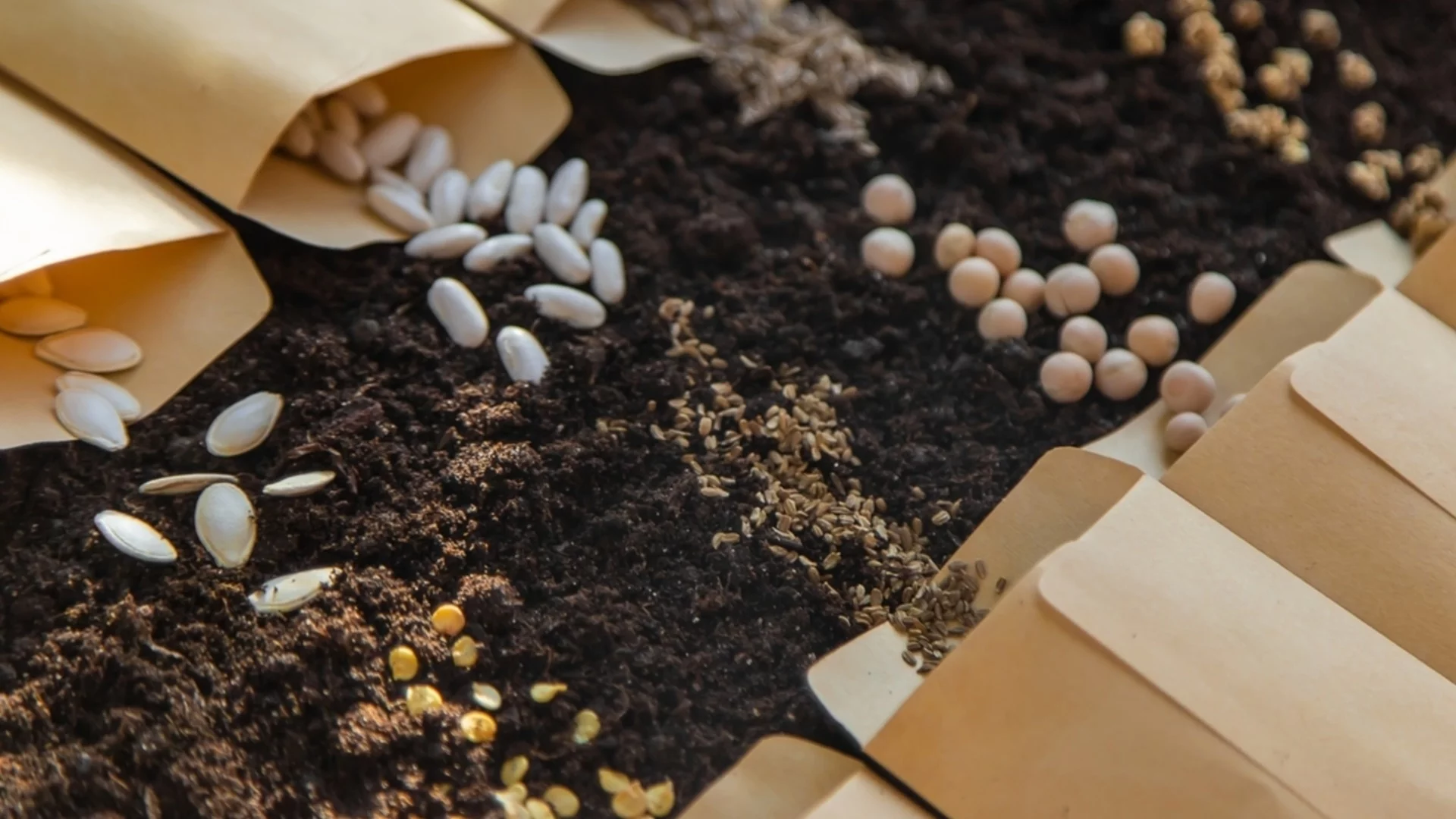 6 семена, които да започнете през февруари, за да имате предимство в пролетната си градина