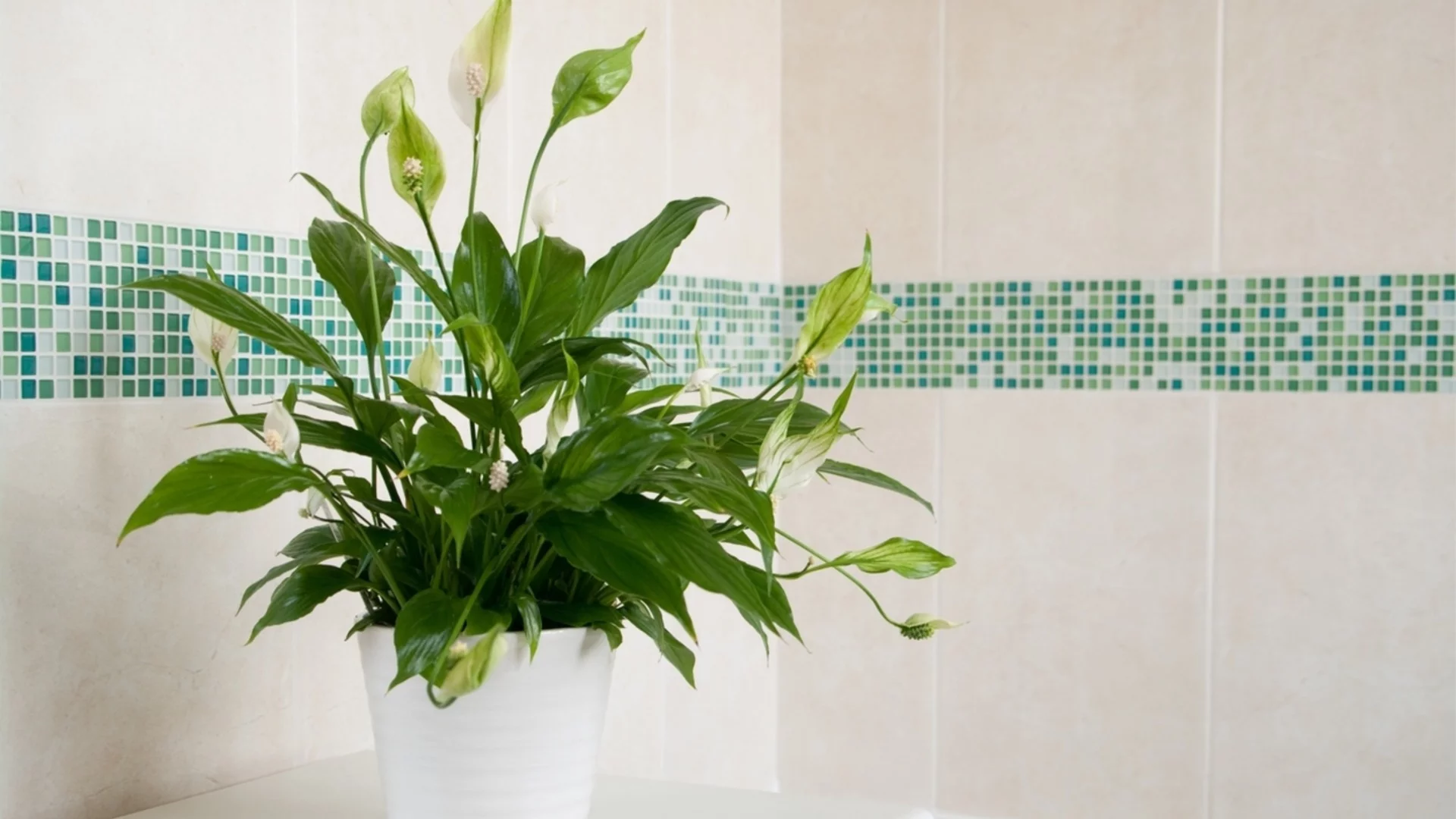 Как да пресаждате мирна лилия за здрави и красиви цветове