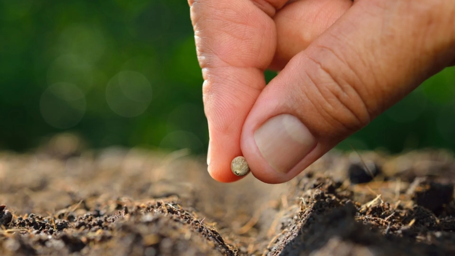 Какво се случва, ако започнете да сеете семена твърде рано?