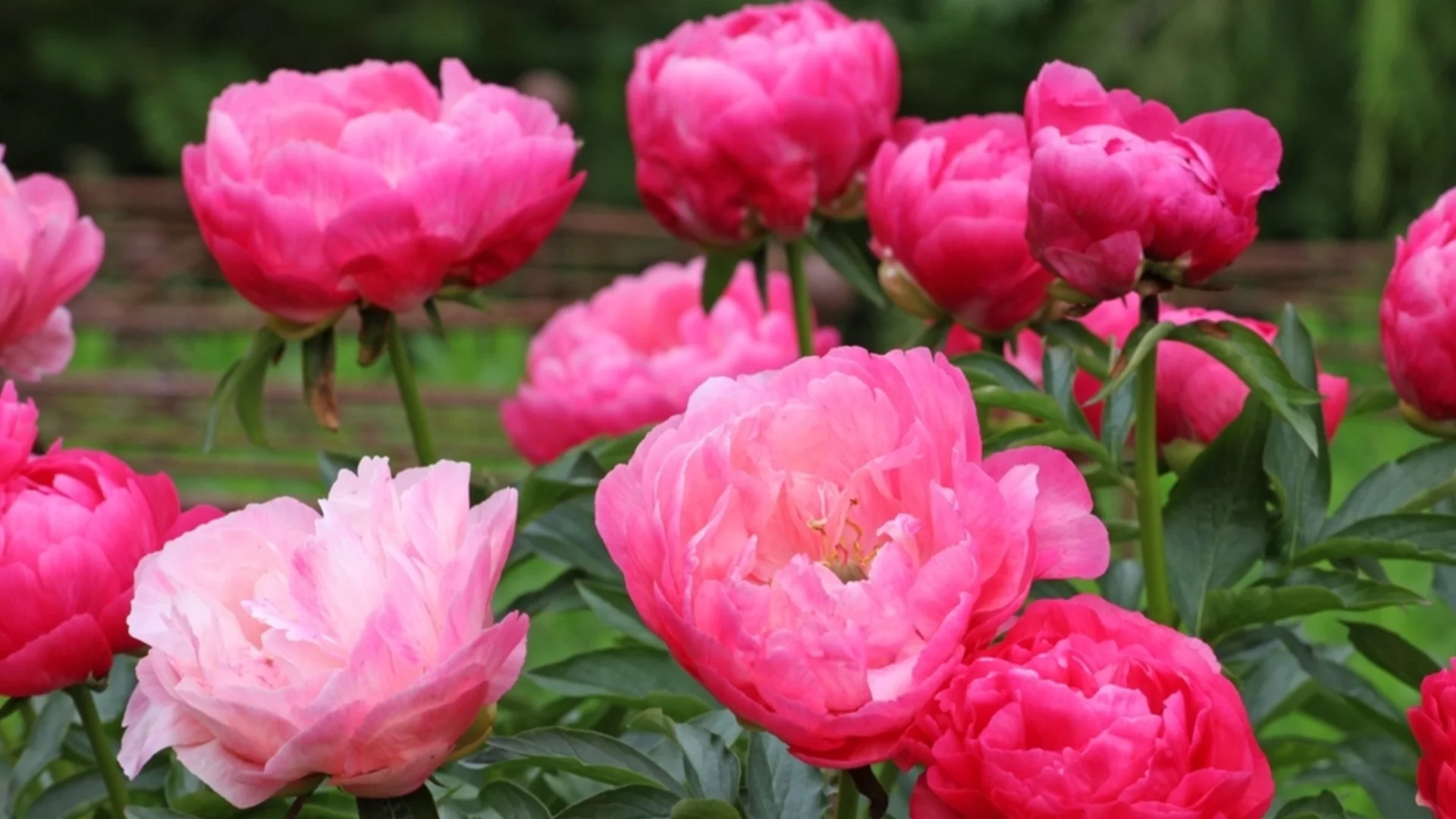 Какво трябва да знаете, преди да засадите божури тази пролет