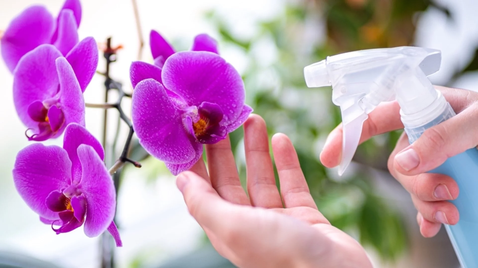 Сложете този плод до орхидеята и тя ще цъфти като луда