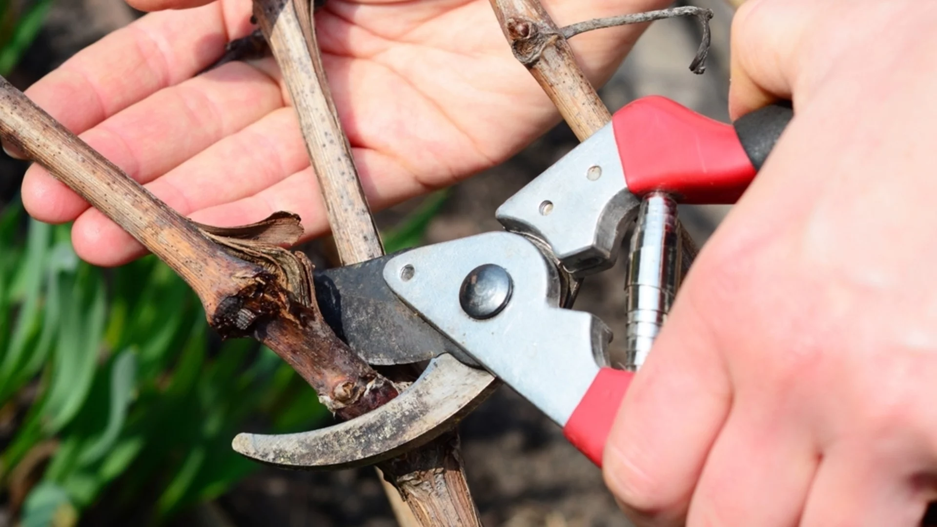 Най-лошите грешки, които трябва да се избягват при резитба на растения