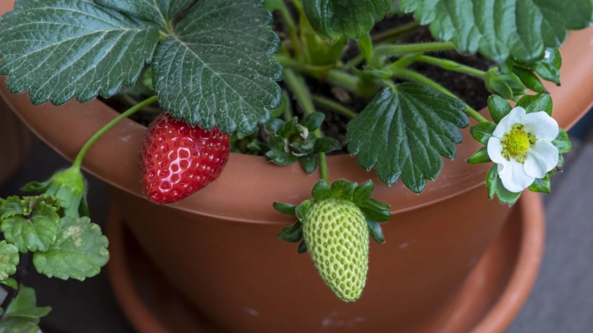 Кога да засеете ягоди за разсад, така че да имате сладки плодове и пълни касетки