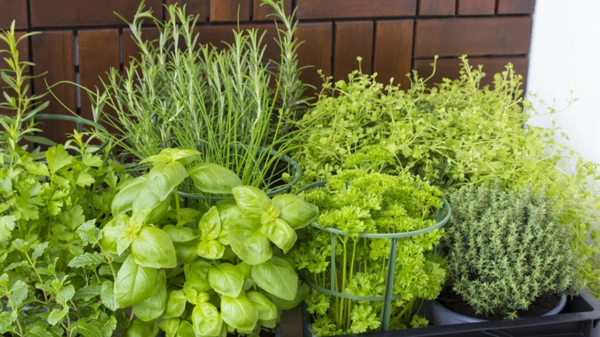 Двойки билки, които са перфектните градински спътници